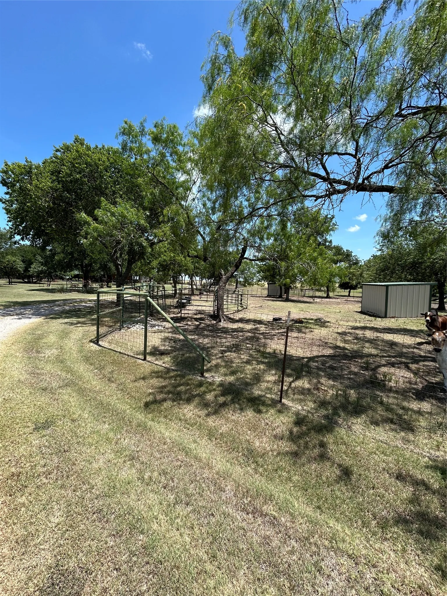 Spacious pastoral acreage featuring mature shade trees, open grassland, and rustic fencing