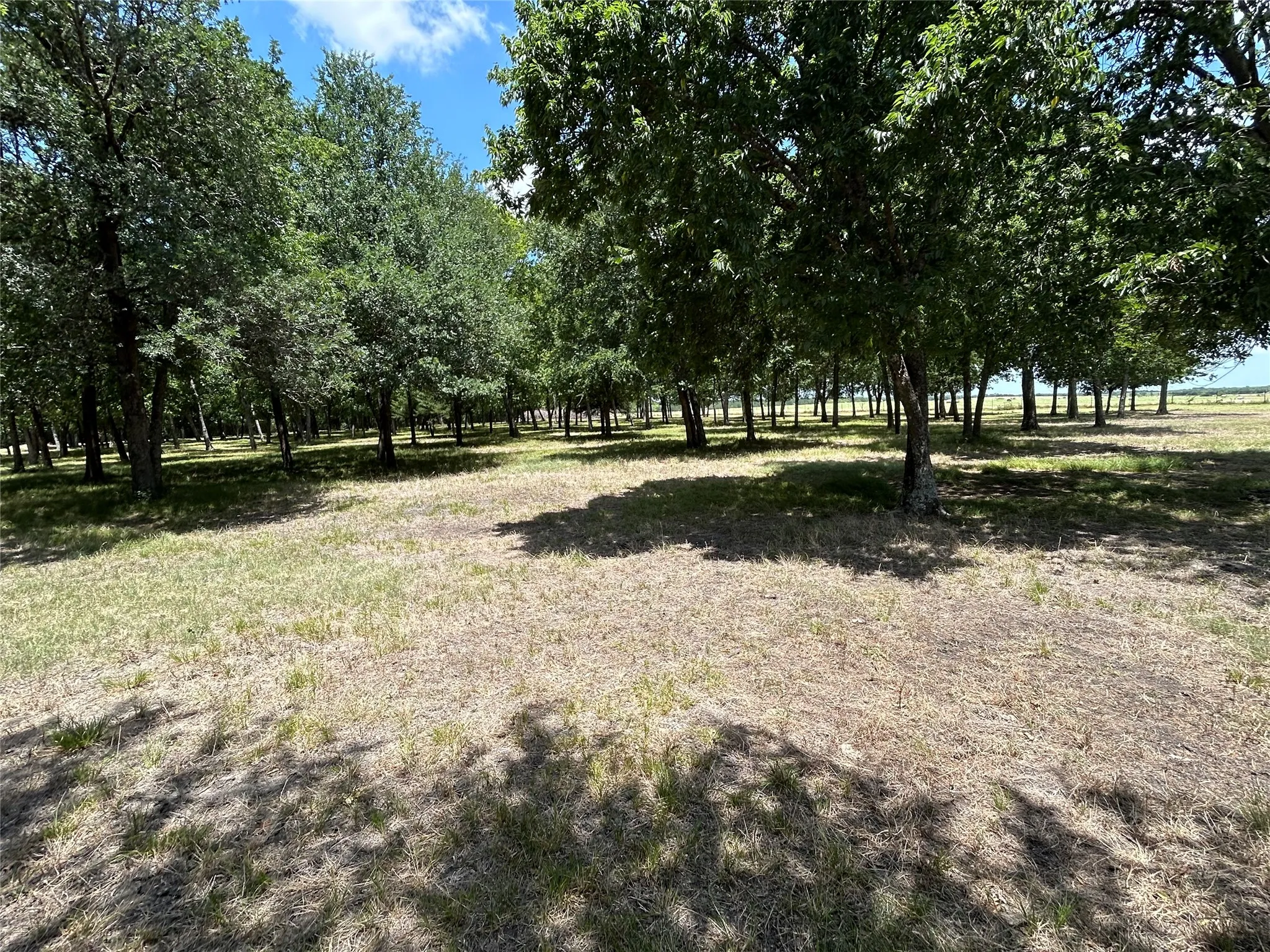 Expansive tree-lined property featuring a mix of mature trees and open grassy areas under a clear sky