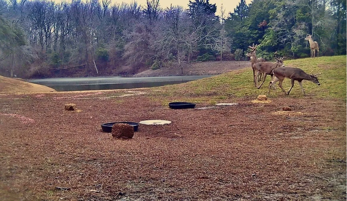 The pond attracts deer and other wildlife.  Photo taken in January 2024.