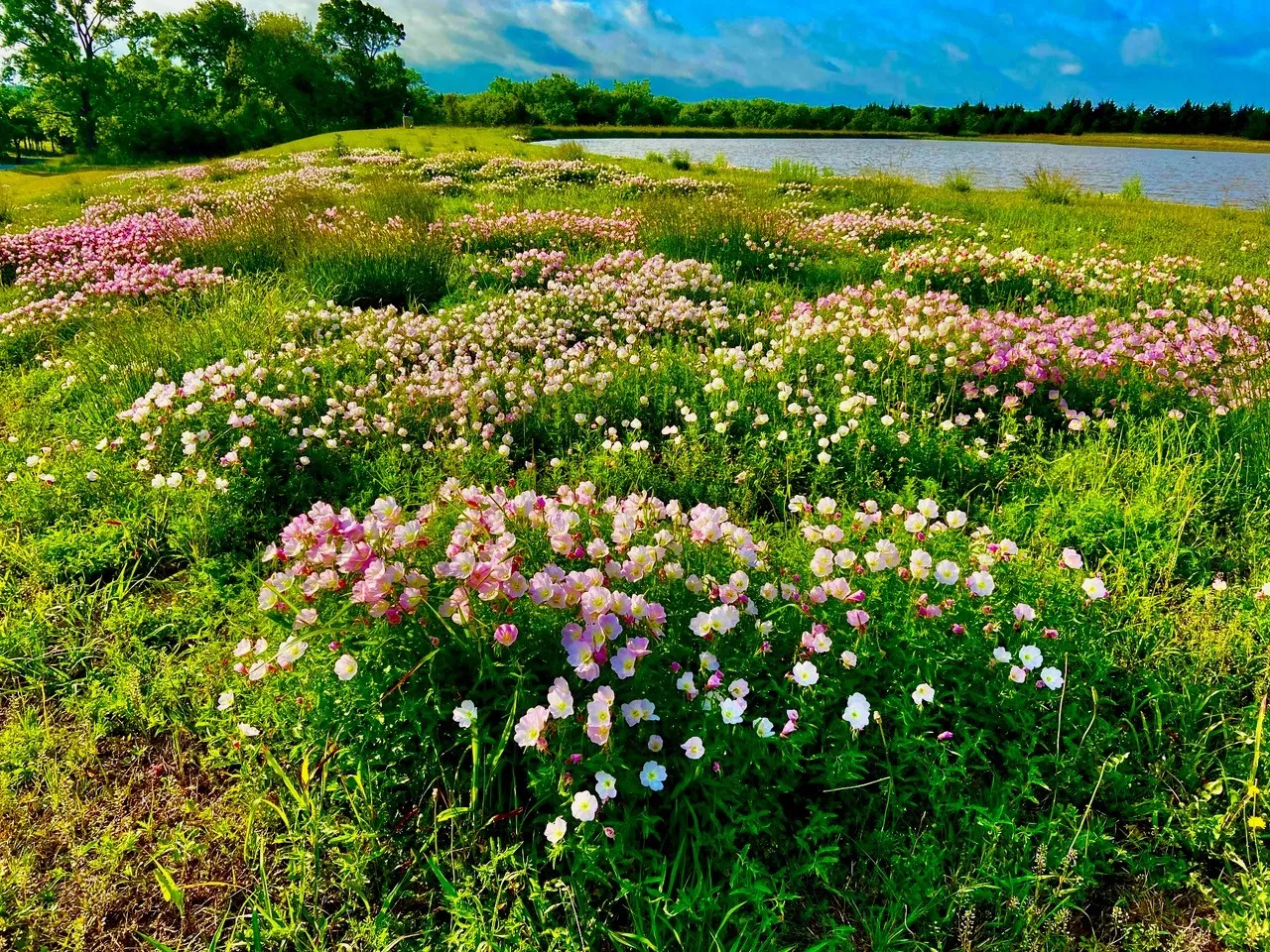 Wildflowers, breathtaking natural plants & trees with attention to organic use only.  There is a pumphouse with a 1,000 ft. water well and 3,000-gallon storage tank with pressure booster pump & underground freshwater lines to the Main House, 2 Guest Houses.  20 acres have sprinkler irrigation.  Stick attention has been given to testing and for pure water quality.
