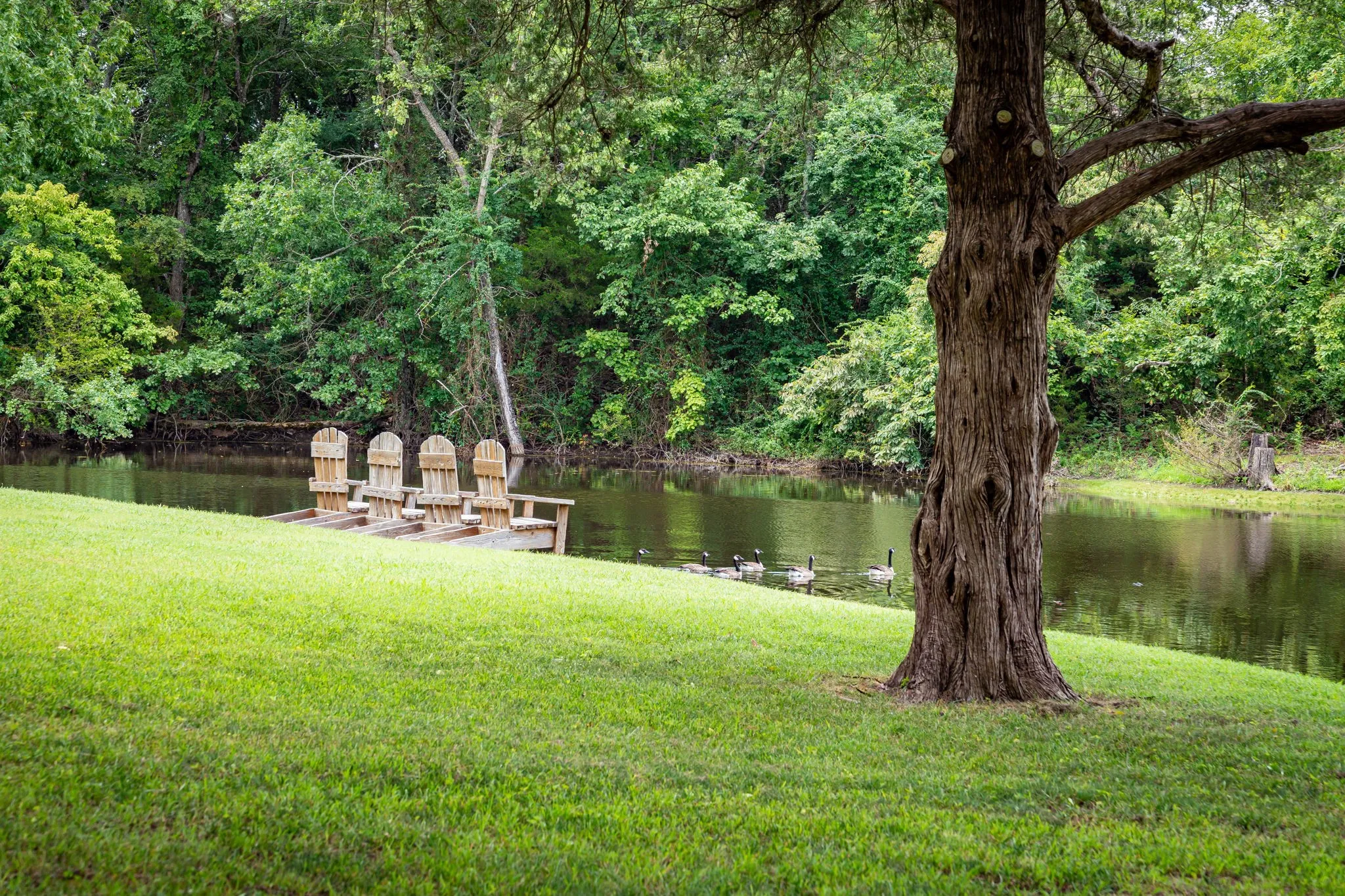Closer view of the pond showing a haven for ducks and ideal area for a picnic.