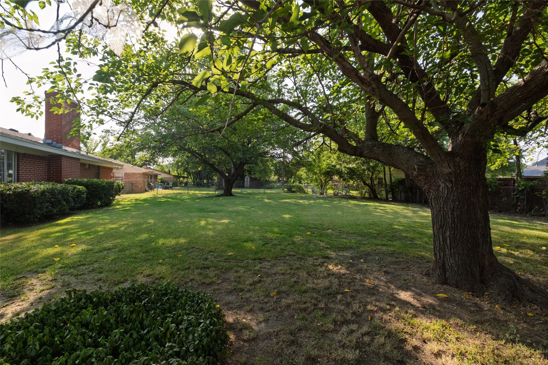 Mature Trees