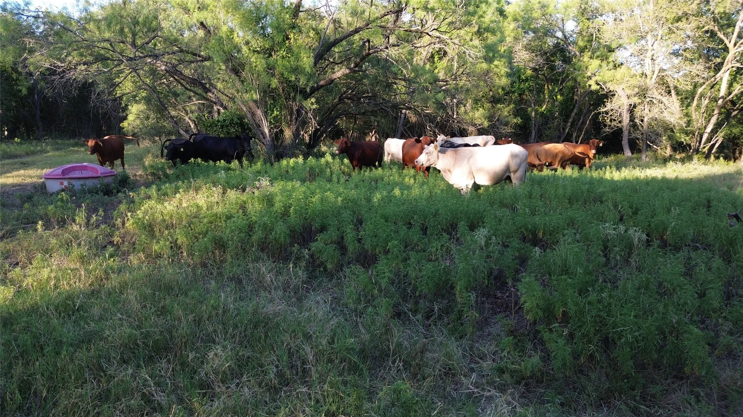 Ranch For Sale in Comanche County , TBD CR 244, Comanche, Texas 76442, 0, 0, Garage spaces, 0 Sqft, built in 0, Price $655,200, mls#21348181, Real Estate Agent in Comanche, Homes For Sale in Comanche county, Homes For Sale in Comanche, Realtor in Comanche Texas, Real Estate Brokerage Independent Realty Texas, Luminita Cordes Realtor