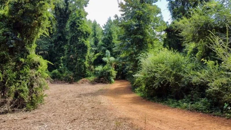 Improved Land For Sale in Cass County , 1317 N Main Street, Linden, Texas 75563, 0, 0, Garage spaces, 0 Sqft, built in 0, mls#21348276, Real Estate Agent in Linden, Homes For Sale in Cass county, Homes For Sale in Linden, Realtor in Linden Texas, Real Estate Brokerage Independent Realty Texas, Luminita Cordes Realtor