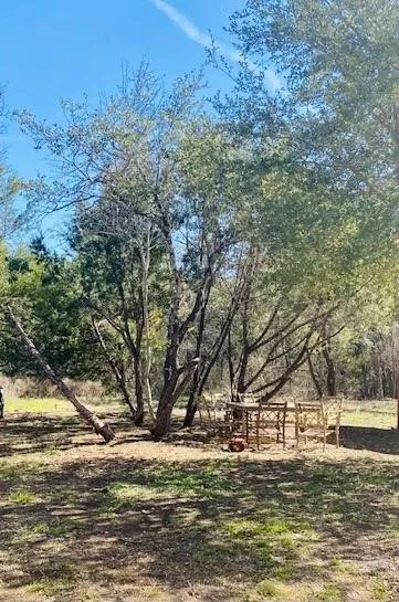 Wooded outdoor area featuring mature trees and a clear blue sky