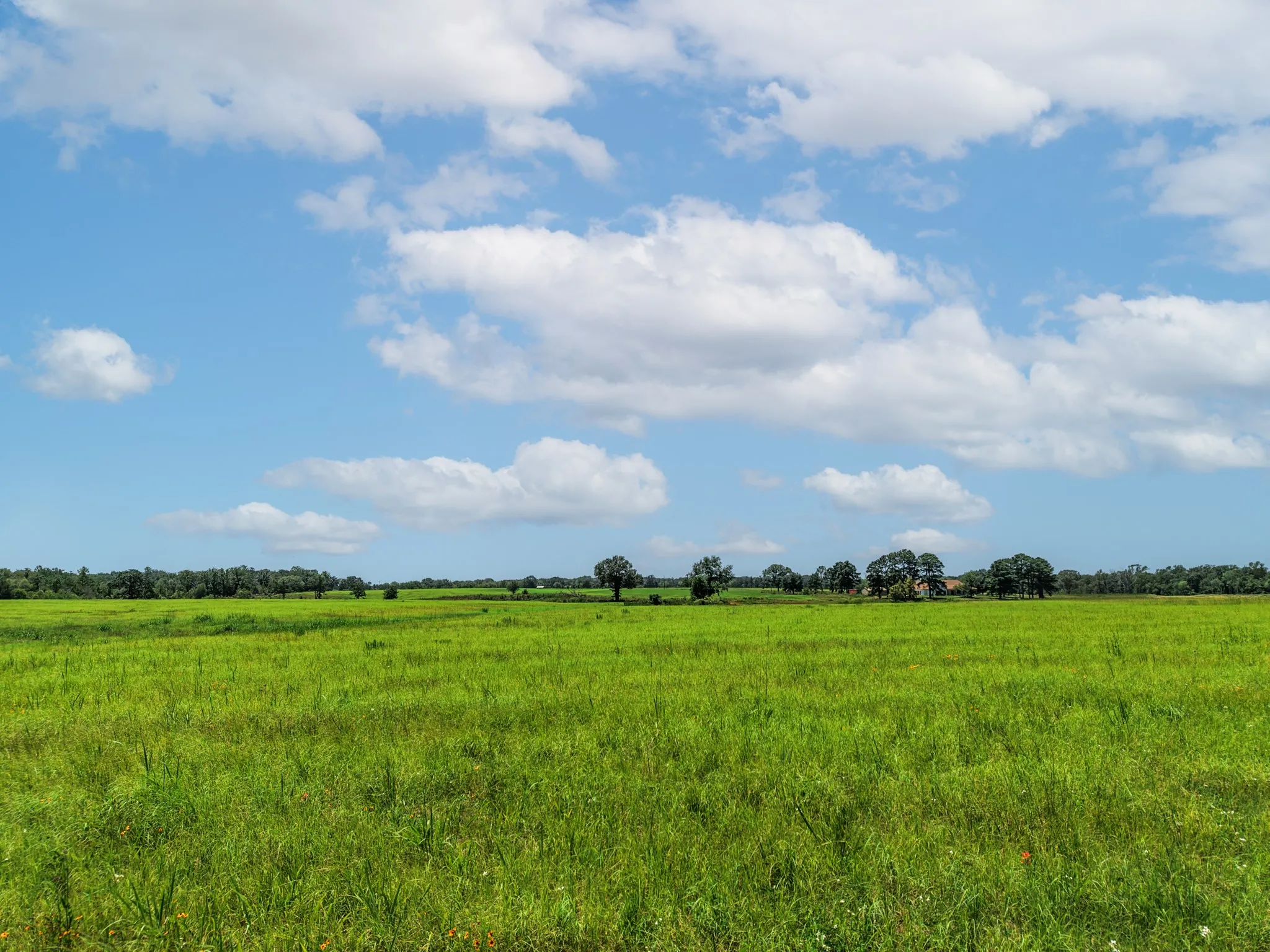 Unimproved Land For Sale in Van Zandt County , 000 County Road 1604, Grand Saline, Texas 75140, 0, 0, Garage spaces, 0 Sqft, built in 0, Price $334,000, mls#21348525, Real Estate Agent in Grand Saline, Homes For Sale in Van Zandt county, Homes For Sale in Grand Saline, Realtor in Grand Saline Texas, Real Estate Brokerage Independent Realty Texas, Luminita Cordes Realtor