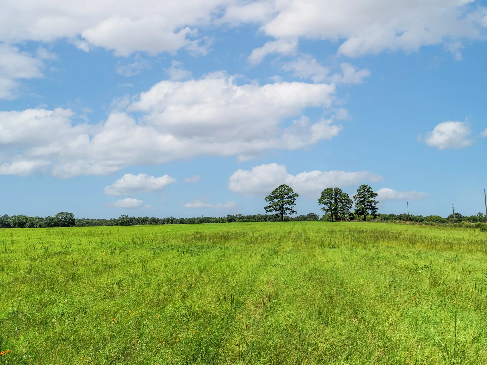 Unimproved Land For Sale in Van Zandt County , 000 County Road 1604, Grand Saline, Texas 75140, 0, 0, Garage spaces, 0 Sqft, built in 0, Price $334,000, mls#21348525, Real Estate Agent in Grand Saline, Homes For Sale in Van Zandt county, Homes For Sale in Grand Saline, Realtor in Grand Saline Texas, Real Estate Brokerage Independent Realty Texas, Luminita Cordes Realtor