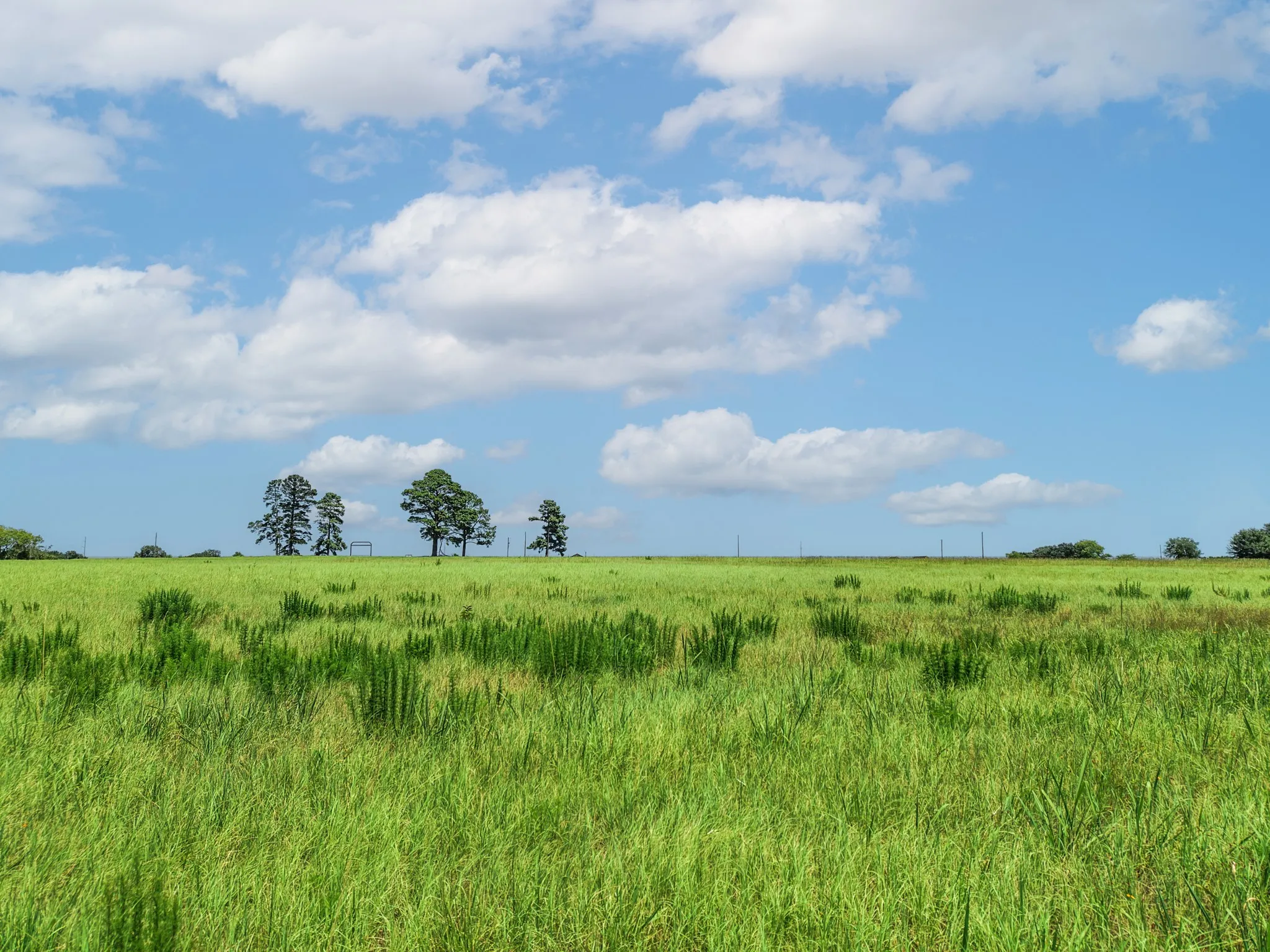 Unimproved Land For Sale in Van Zandt County , 000 County Road 1604, Grand Saline, Texas 75140, 0, 0, Garage spaces, 0 Sqft, built in 0, Price $334,000, mls#21348525, Real Estate Agent in Grand Saline, Homes For Sale in Van Zandt county, Homes For Sale in Grand Saline, Realtor in Grand Saline Texas, Real Estate Brokerage Independent Realty Texas, Luminita Cordes Realtor