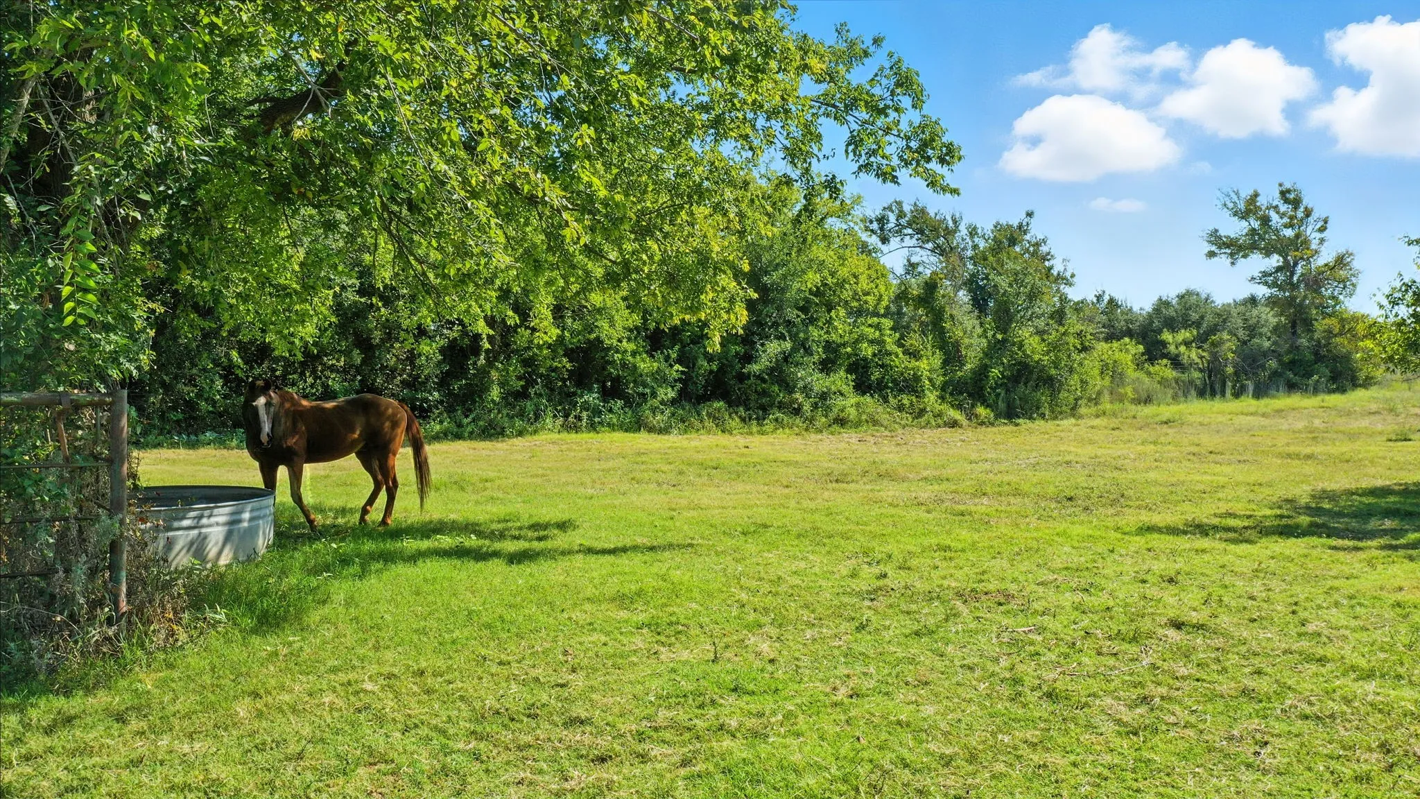 Farm For Sale in Erath County , 5929 County Road 371, Dublin, Texas 76446, 3 Bedroom, 2 Bathroom, Garage spaces, 1,235 Sqft, built in 1990, Price $499,000, mls#21348167, Real Estate Agent in Dublin, Homes For Sale in Erath county, Homes For Sale in Dublin, Realtor in Dublin Texas, Real Estate Brokerage Independent Realty Texas, Luminita Cordes Realtor