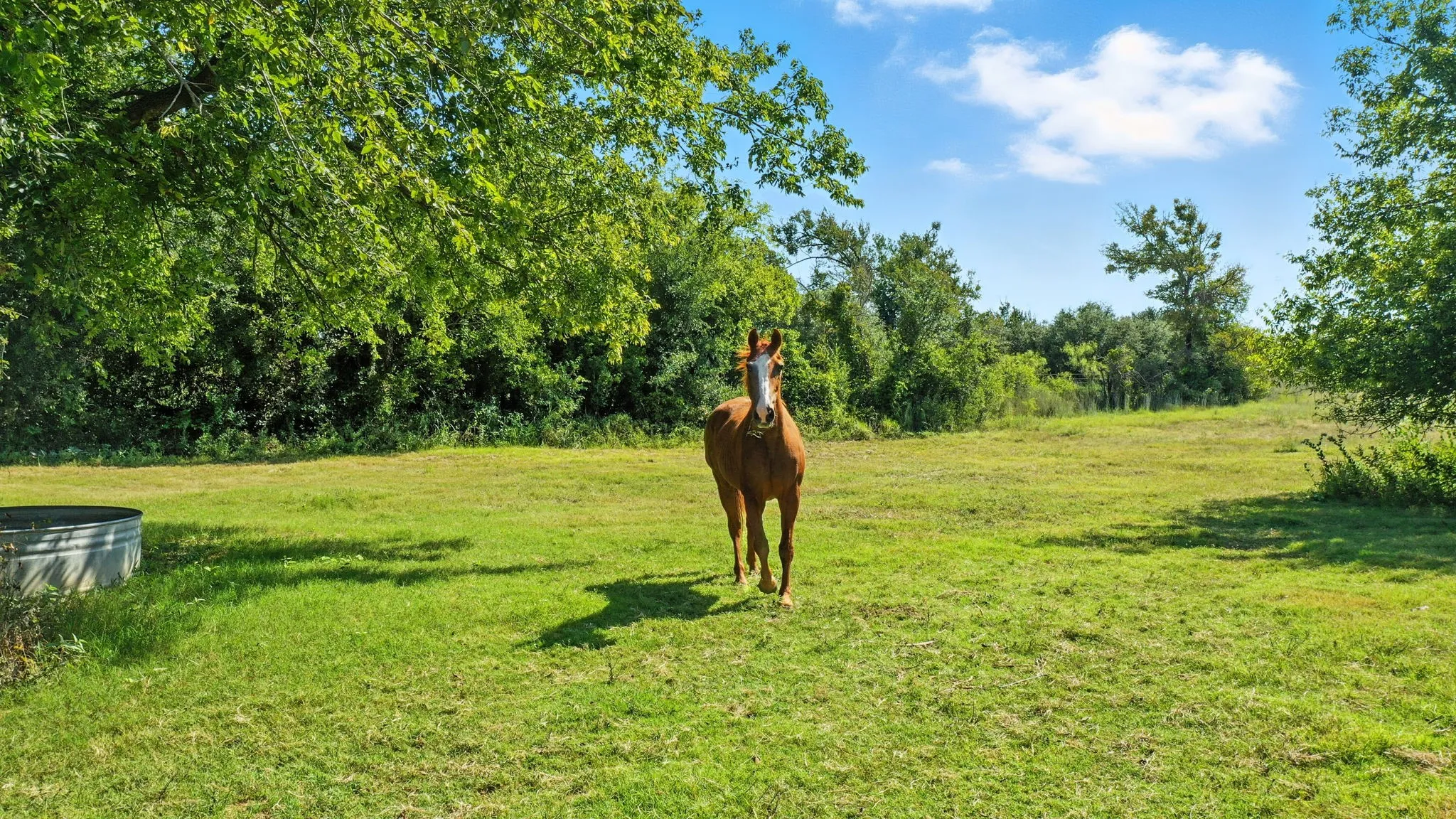 Farm For Sale in Erath County , 5929 County Road 371, Dublin, Texas 76446, 3 Bedroom, 2 Bathroom, Garage spaces, 1,235 Sqft, built in 1990, Price $499,000, mls#21348167, Real Estate Agent in Dublin, Homes For Sale in Erath county, Homes For Sale in Dublin, Realtor in Dublin Texas, Real Estate Brokerage Independent Realty Texas, Luminita Cordes Realtor