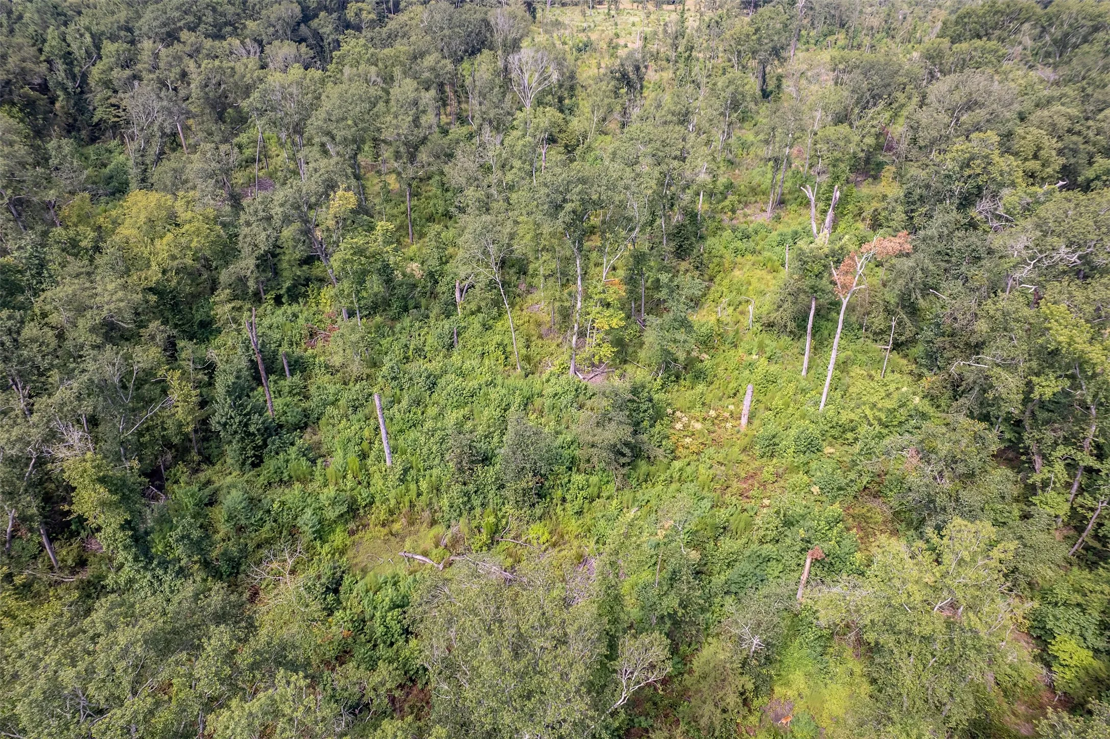 Unimproved Land For Sale in Smith County , TBD County Road 2115, Troup, Texas 75789, 0, 0, Garage spaces, 0 Sqft, built in 0, Price $649,900, mls#21348630, Real Estate Agent in Troup, Homes For Sale in Smith county, Homes For Sale in Troup, Realtor in Troup Texas, Real Estate Brokerage Independent Realty Texas, Luminita Cordes Realtor