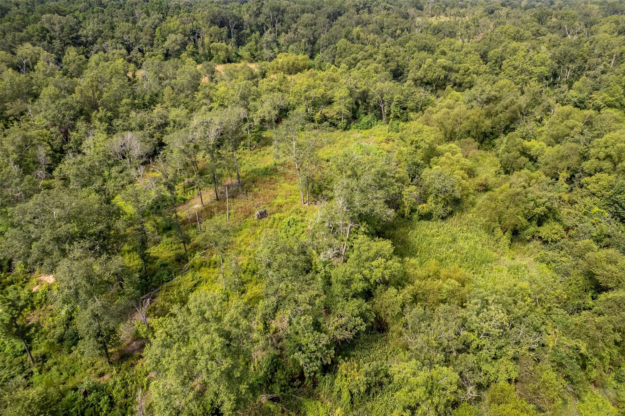 Unimproved Land For Sale in Smith County , TBD County Road 2115, Troup, Texas 75789, 0, 0, Garage spaces, 0 Sqft, built in 0, Price $649,900, mls#21348630, Real Estate Agent in Troup, Homes For Sale in Smith county, Homes For Sale in Troup, Realtor in Troup Texas, Real Estate Brokerage Independent Realty Texas, Luminita Cordes Realtor