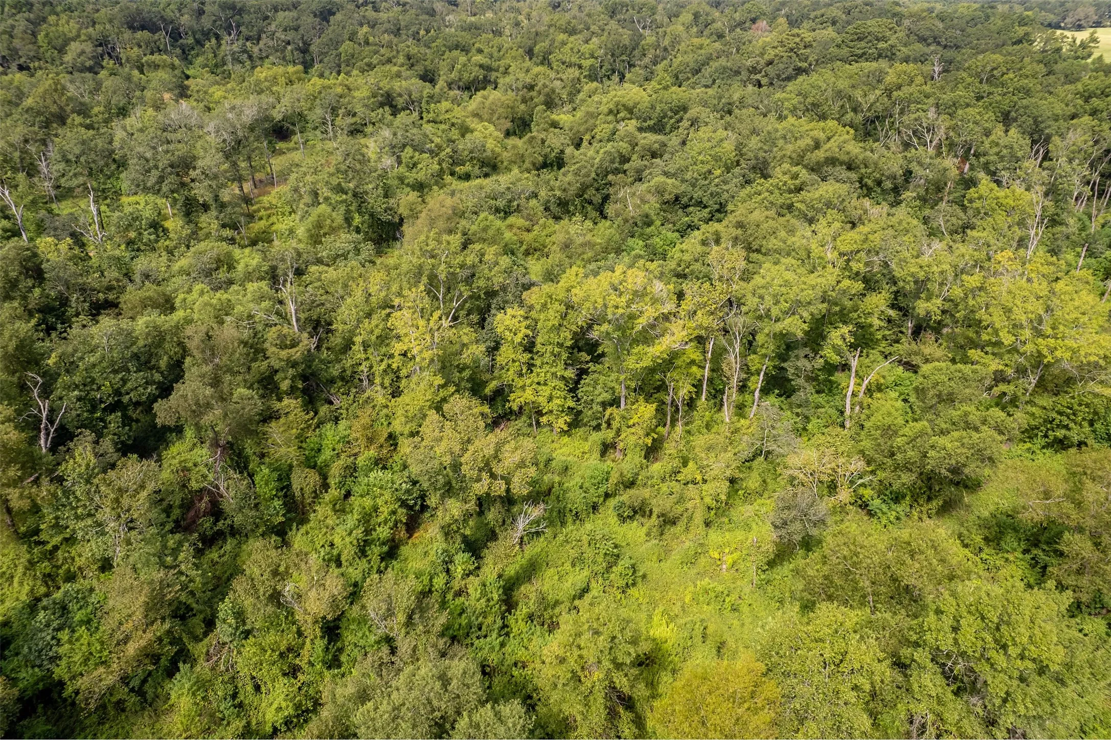 Unimproved Land For Sale in Smith County , TBD County Road 2115, Troup, Texas 75789, 0, 0, Garage spaces, 0 Sqft, built in 0, Price $649,900, mls#21348630, Real Estate Agent in Troup, Homes For Sale in Smith county, Homes For Sale in Troup, Realtor in Troup Texas, Real Estate Brokerage Independent Realty Texas, Luminita Cordes Realtor