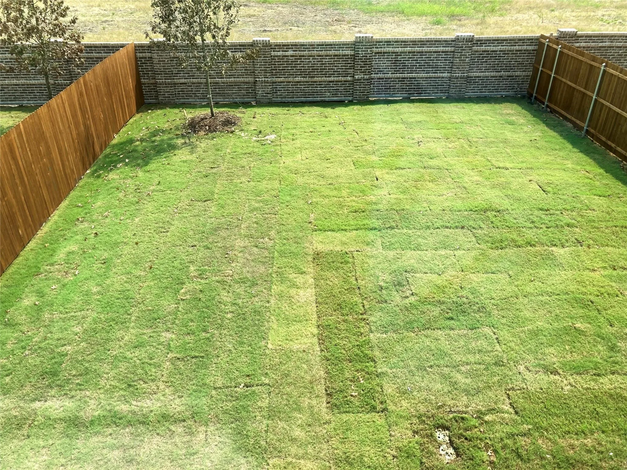 Expansive backyard featuring freshly laid sod, a full privacy fence, two young trees, and a brick retaining wall