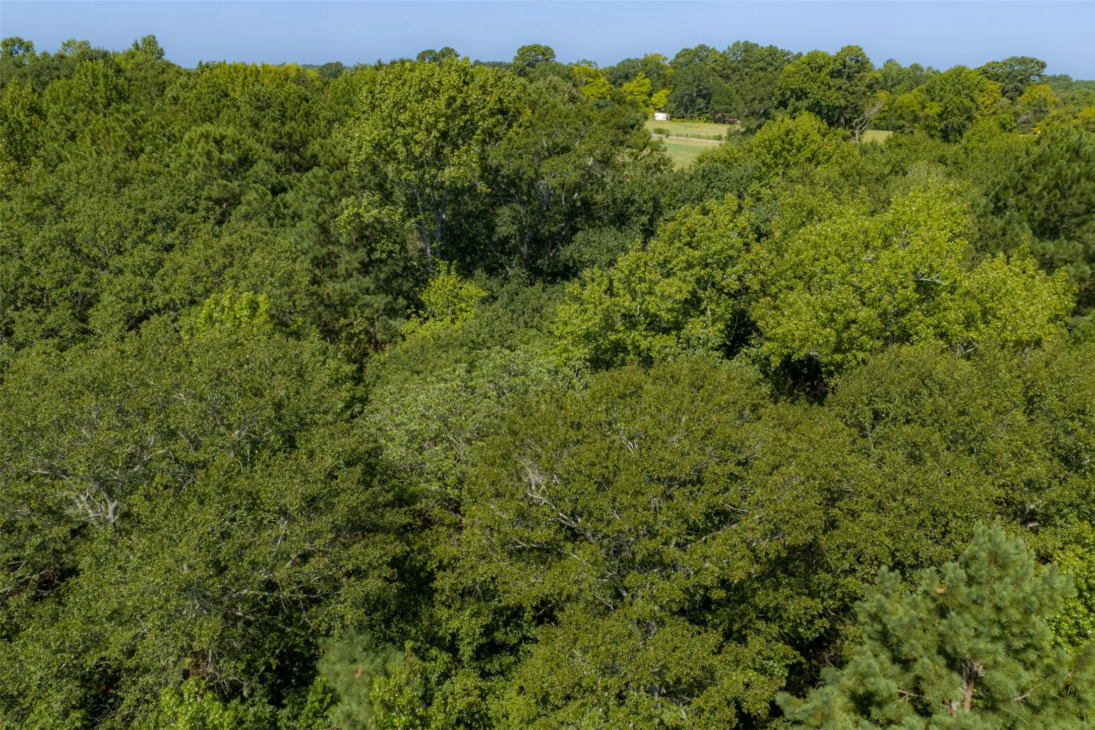 Unimproved Land For Sale in Gregg County , 00 Tom Eubanks Rd, Gladewater, Texas 75662, 0, 0, Garage spaces, 0 Sqft, built in 0, Price $150,000, mls#21348698, Real Estate Agent in Gladewater, Homes For Sale in Gregg county, Homes For Sale in Gladewater, Realtor in Gladewater Texas, Real Estate Brokerage Independent Realty Texas, Luminita Cordes Realtor