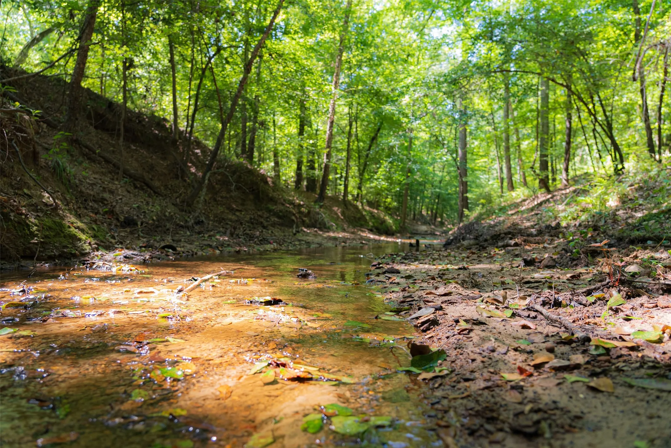Unimproved Land For Sale in Gregg County , 00 Tom Eubanks Rd, Gladewater, Texas 75662, 0, 0, Garage spaces, 0 Sqft, built in 0, Price $150,000, mls#21348698, Real Estate Agent in Gladewater, Homes For Sale in Gregg county, Homes For Sale in Gladewater, Realtor in Gladewater Texas, Real Estate Brokerage Independent Realty Texas, Luminita Cordes Realtor