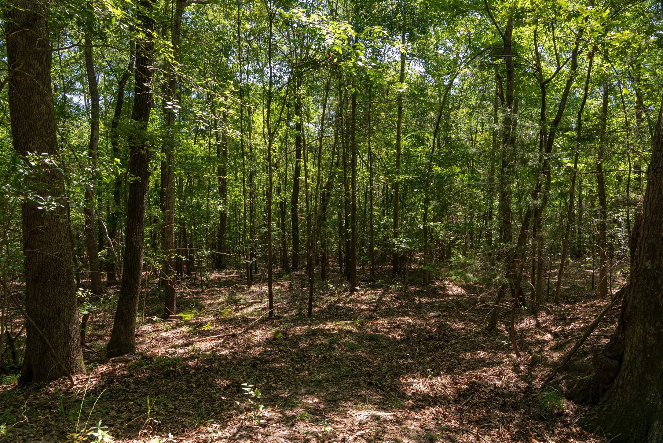 Unimproved Land For Sale in Gregg County , 00 Tom Eubanks Rd, Gladewater, Texas 75662, 0, 0, Garage spaces, 0 Sqft, built in 0, Price $150,000, mls#21348698, Real Estate Agent in Gladewater, Homes For Sale in Gregg county, Homes For Sale in Gladewater, Realtor in Gladewater Texas, Real Estate Brokerage Independent Realty Texas, Luminita Cordes Realtor