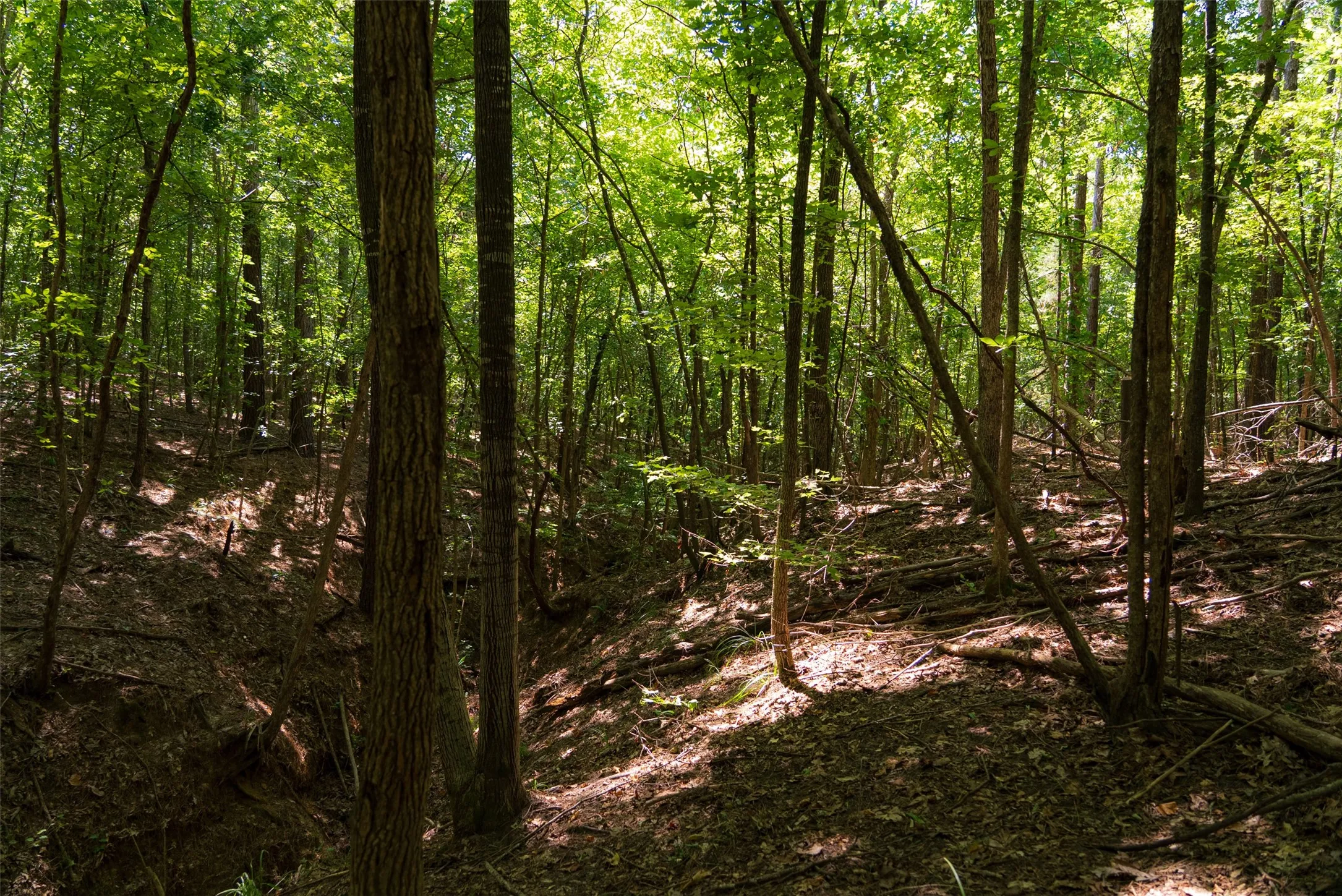 Unimproved Land For Sale in Gregg County , 00 Tom Eubanks Rd, Gladewater, Texas 75662, 0, 0, Garage spaces, 0 Sqft, built in 0, Price $150,000, mls#21348698, Real Estate Agent in Gladewater, Homes For Sale in Gregg county, Homes For Sale in Gladewater, Realtor in Gladewater Texas, Real Estate Brokerage Independent Realty Texas, Luminita Cordes Realtor