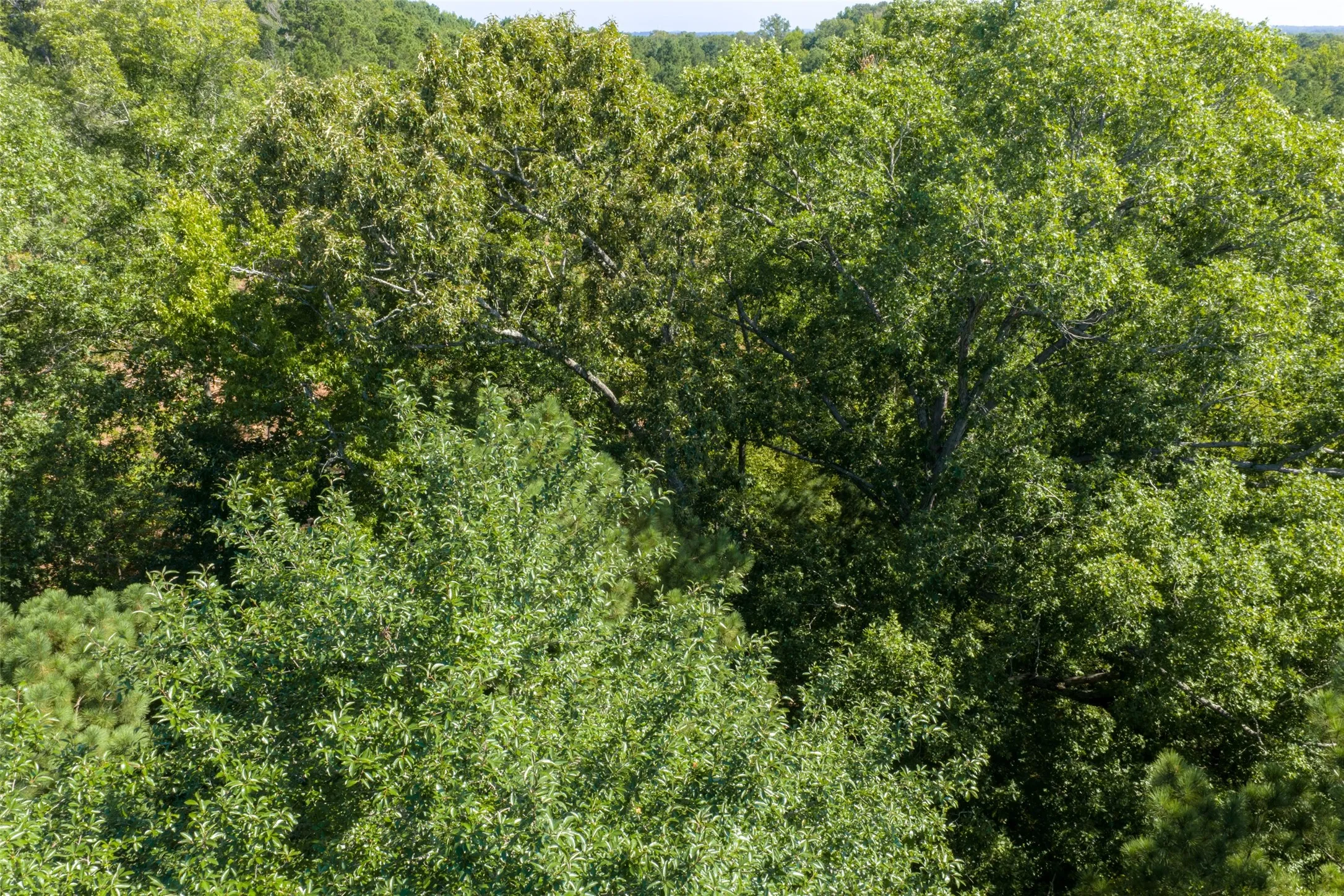 Unimproved Land For Sale in Gregg County , 00 Tom Eubanks Rd, Gladewater, Texas 75662, 0, 0, Garage spaces, 0 Sqft, built in 0, Price $150,000, mls#21348698, Real Estate Agent in Gladewater, Homes For Sale in Gregg county, Homes For Sale in Gladewater, Realtor in Gladewater Texas, Real Estate Brokerage Independent Realty Texas, Luminita Cordes Realtor