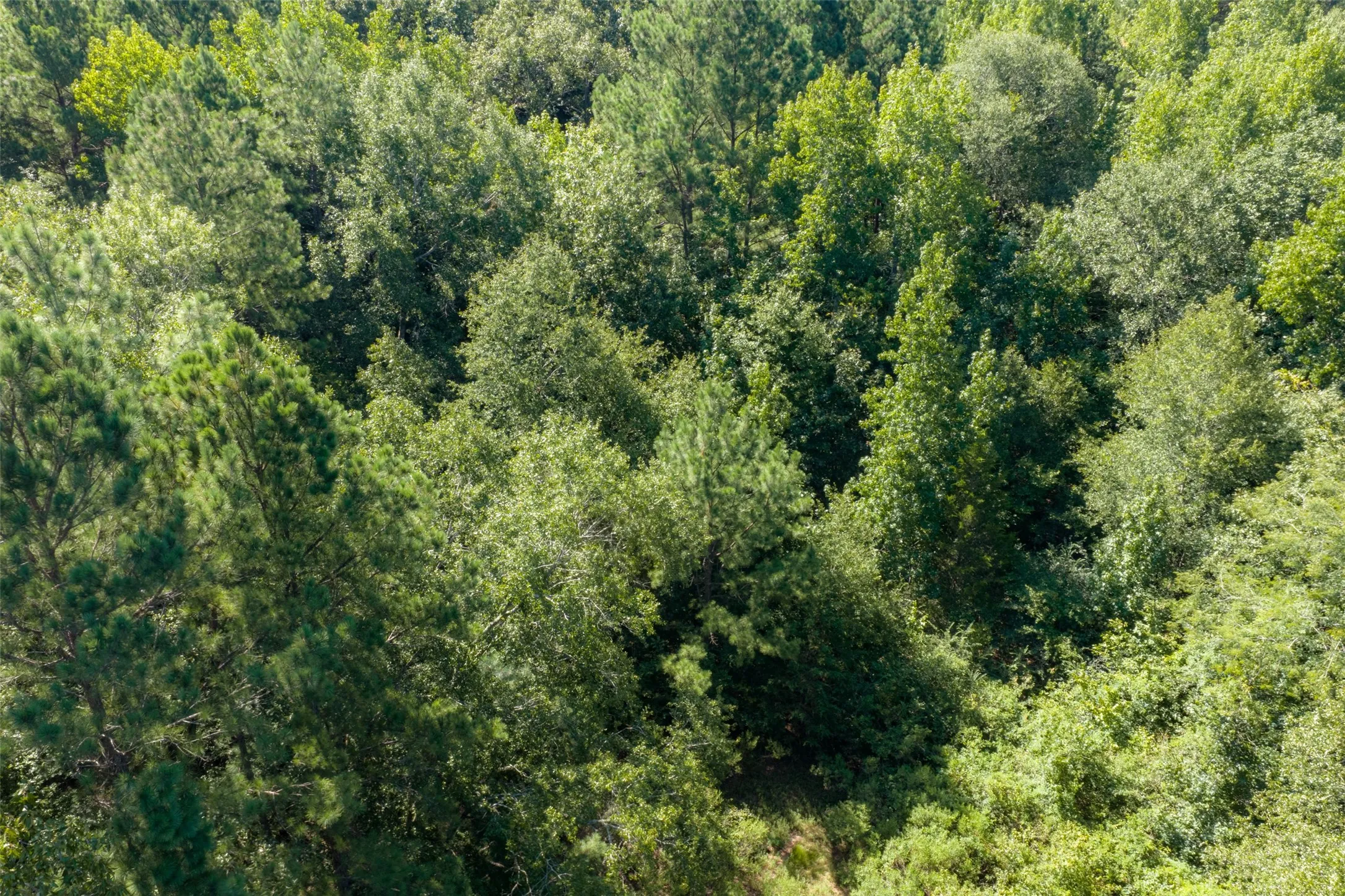 Unimproved Land For Sale in Gregg County , 00 Tom Eubanks Rd, Gladewater, Texas 75662, 0, 0, Garage spaces, 0 Sqft, built in 0, Price $150,000, mls#21348698, Real Estate Agent in Gladewater, Homes For Sale in Gregg county, Homes For Sale in Gladewater, Realtor in Gladewater Texas, Real Estate Brokerage Independent Realty Texas, Luminita Cordes Realtor