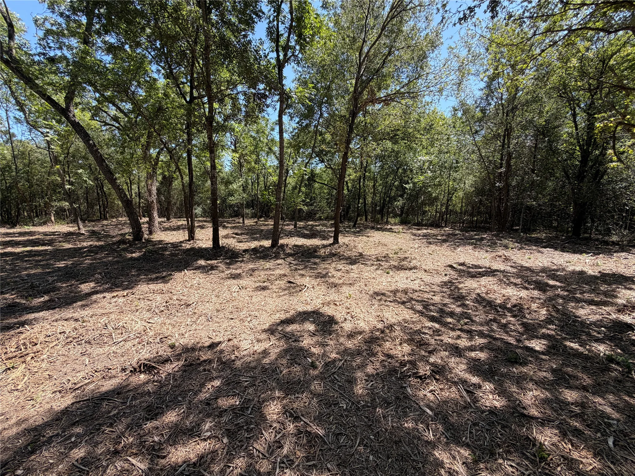 Stand in the center of the large clearing and dream of the possibilities.