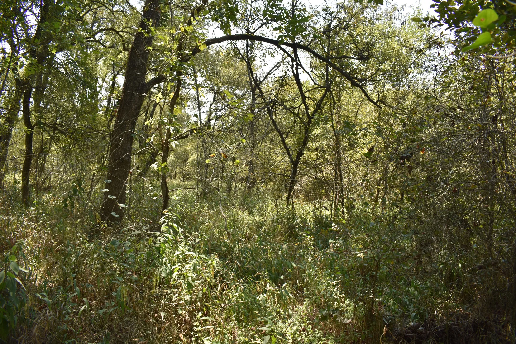Unimproved Land For Sale in Navarro County , TBD39ac SW Co Rd 2340, Richland, Texas 76681, 0, 0, Garage spaces, 0 Sqft, built in 0, mls#21347727, Real Estate Agent in Richland, Homes For Sale in Navarro county, Homes For Sale in Richland, Realtor in Richland Texas, Real Estate Brokerage Independent Realty Texas, Luminita Cordes Realtor