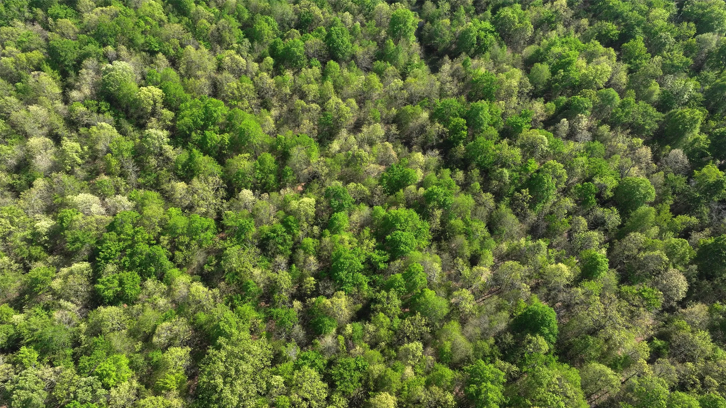 Wooded acreage