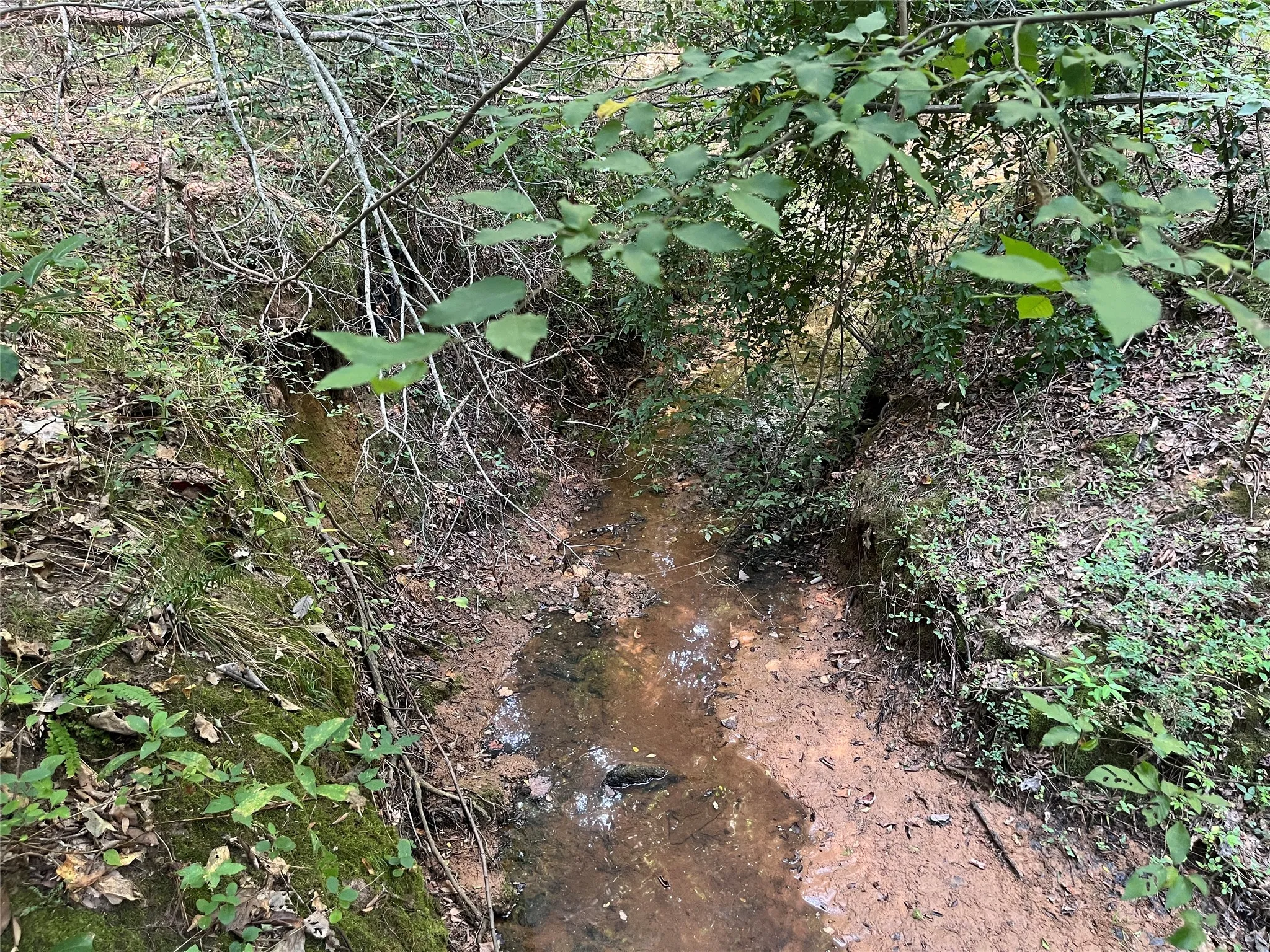 Unimproved Land For Sale in Cherokee County , TBD County Road 3303, Jacksonville, Texas 75766, 0, 0, Garage spaces, 0 Sqft, built in 0, mls#21348866, Real Estate Agent in Jacksonville, Homes For Sale in Cherokee county, Homes For Sale in Jacksonville, Realtor in Jacksonville Texas, Real Estate Brokerage Independent Realty Texas, Luminita Cordes Realtor