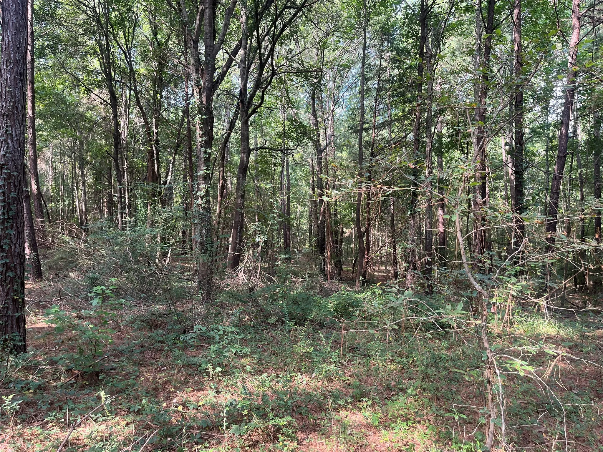 Unimproved Land For Sale in Cherokee County , TBD County Road 3303, Jacksonville, Texas 75766, 0, 0, Garage spaces, 0 Sqft, built in 0, mls#21348866, Real Estate Agent in Jacksonville, Homes For Sale in Cherokee county, Homes For Sale in Jacksonville, Realtor in Jacksonville Texas, Real Estate Brokerage Independent Realty Texas, Luminita Cordes Realtor