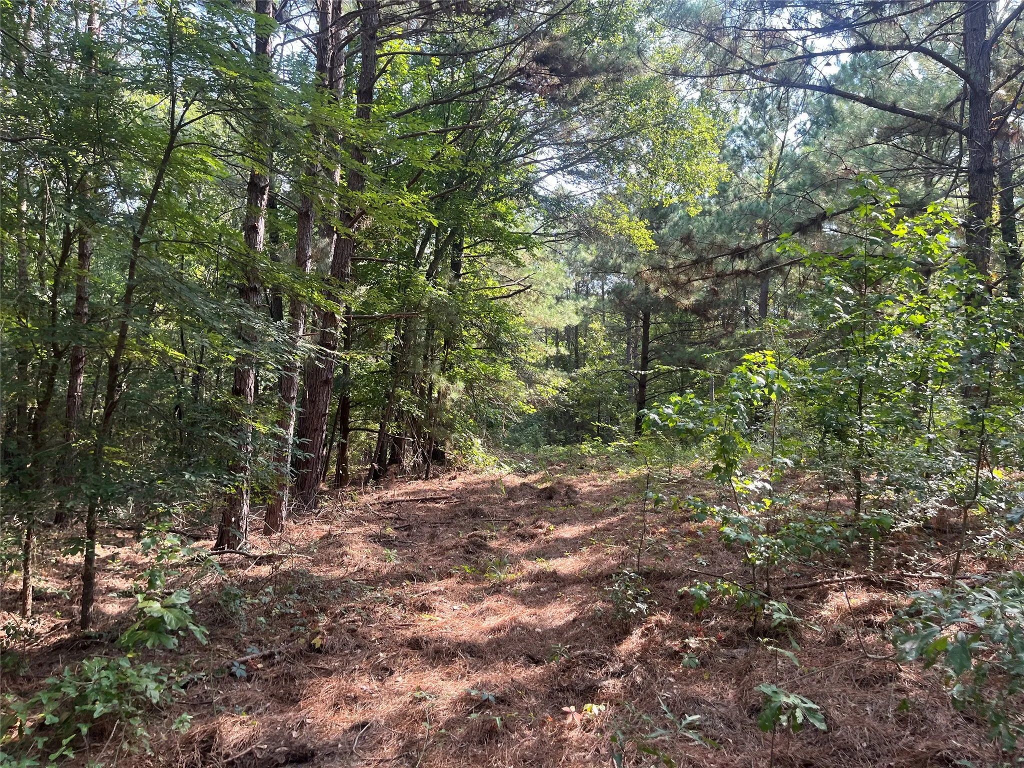Unimproved Land For Sale in Cherokee County , TBD County Road 3303, Jacksonville, Texas 75766, 0, 0, Garage spaces, 0 Sqft, built in 0, mls#21348866, Real Estate Agent in Jacksonville, Homes For Sale in Cherokee county, Homes For Sale in Jacksonville, Realtor in Jacksonville Texas, Real Estate Brokerage Independent Realty Texas, Luminita Cordes Realtor