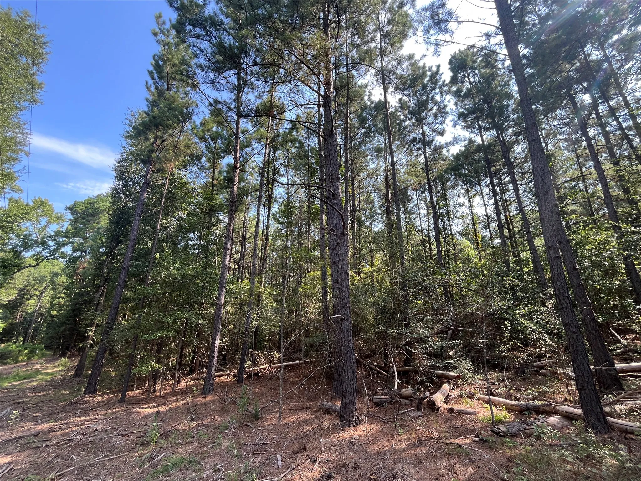 Unimproved Land For Sale in Cherokee County , TBD County Road 3303, Jacksonville, Texas 75766, 0, 0, Garage spaces, 0 Sqft, built in 0, mls#21348866, Real Estate Agent in Jacksonville, Homes For Sale in Cherokee county, Homes For Sale in Jacksonville, Realtor in Jacksonville Texas, Real Estate Brokerage Independent Realty Texas, Luminita Cordes Realtor