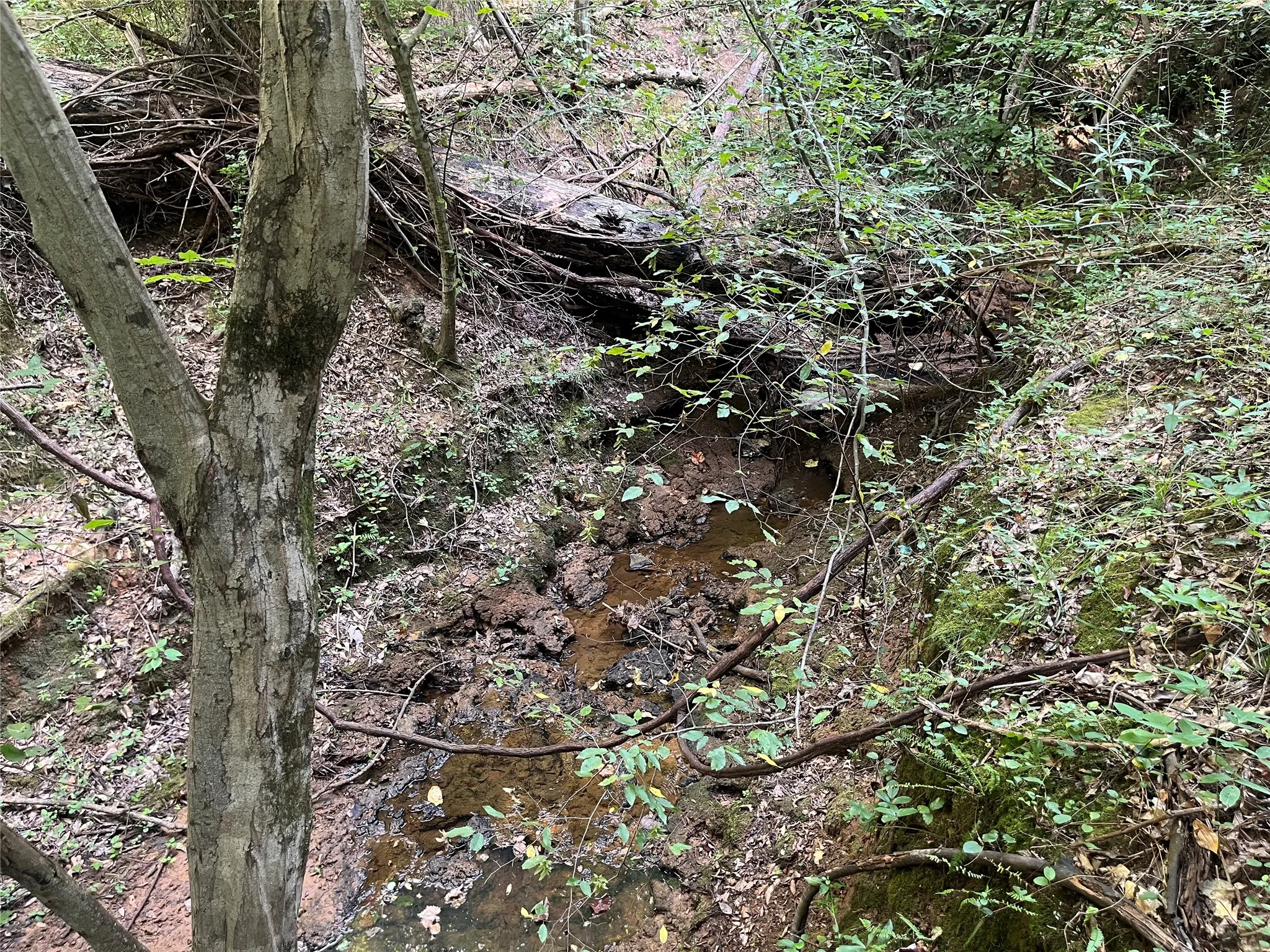 Unimproved Land For Sale in Cherokee County , TBD County Road 3303, Jacksonville, Texas 75766, 0, 0, Garage spaces, 0 Sqft, built in 0, mls#21348866, Real Estate Agent in Jacksonville, Homes For Sale in Cherokee county, Homes For Sale in Jacksonville, Realtor in Jacksonville Texas, Real Estate Brokerage Independent Realty Texas, Luminita Cordes Realtor