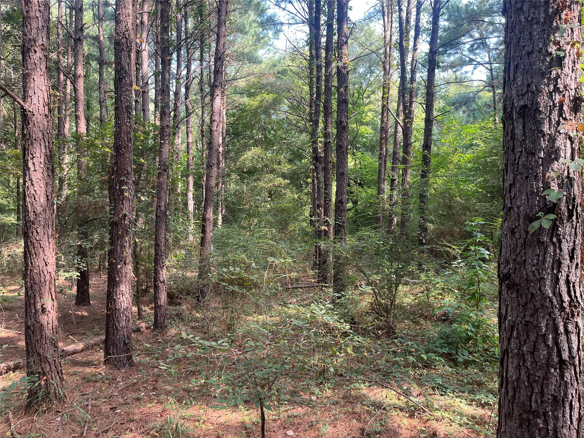 Unimproved Land For Sale in Cherokee County , TBD County Road 3303, Jacksonville, Texas 75766, 0, 0, Garage spaces, 0 Sqft, built in 0, mls#21348866, Real Estate Agent in Jacksonville, Homes For Sale in Cherokee county, Homes For Sale in Jacksonville, Realtor in Jacksonville Texas, Real Estate Brokerage Independent Realty Texas, Luminita Cordes Realtor