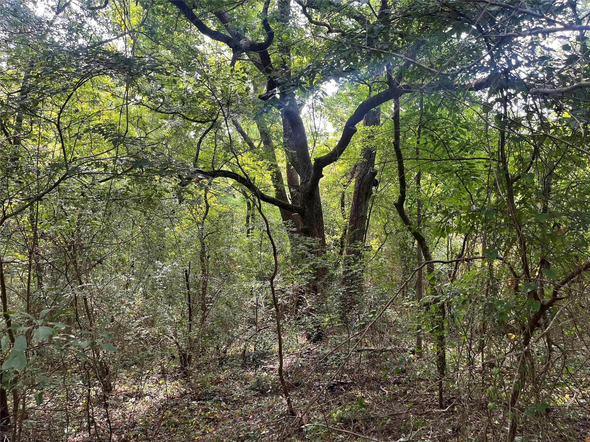 Unimproved Land For Sale in Cherokee County , TBD County Road 3303, Jacksonville, Texas 75766, 0, 0, Garage spaces, 0 Sqft, built in 0, mls#21348866, Real Estate Agent in Jacksonville, Homes For Sale in Cherokee county, Homes For Sale in Jacksonville, Realtor in Jacksonville Texas, Real Estate Brokerage Independent Realty Texas, Luminita Cordes Realtor