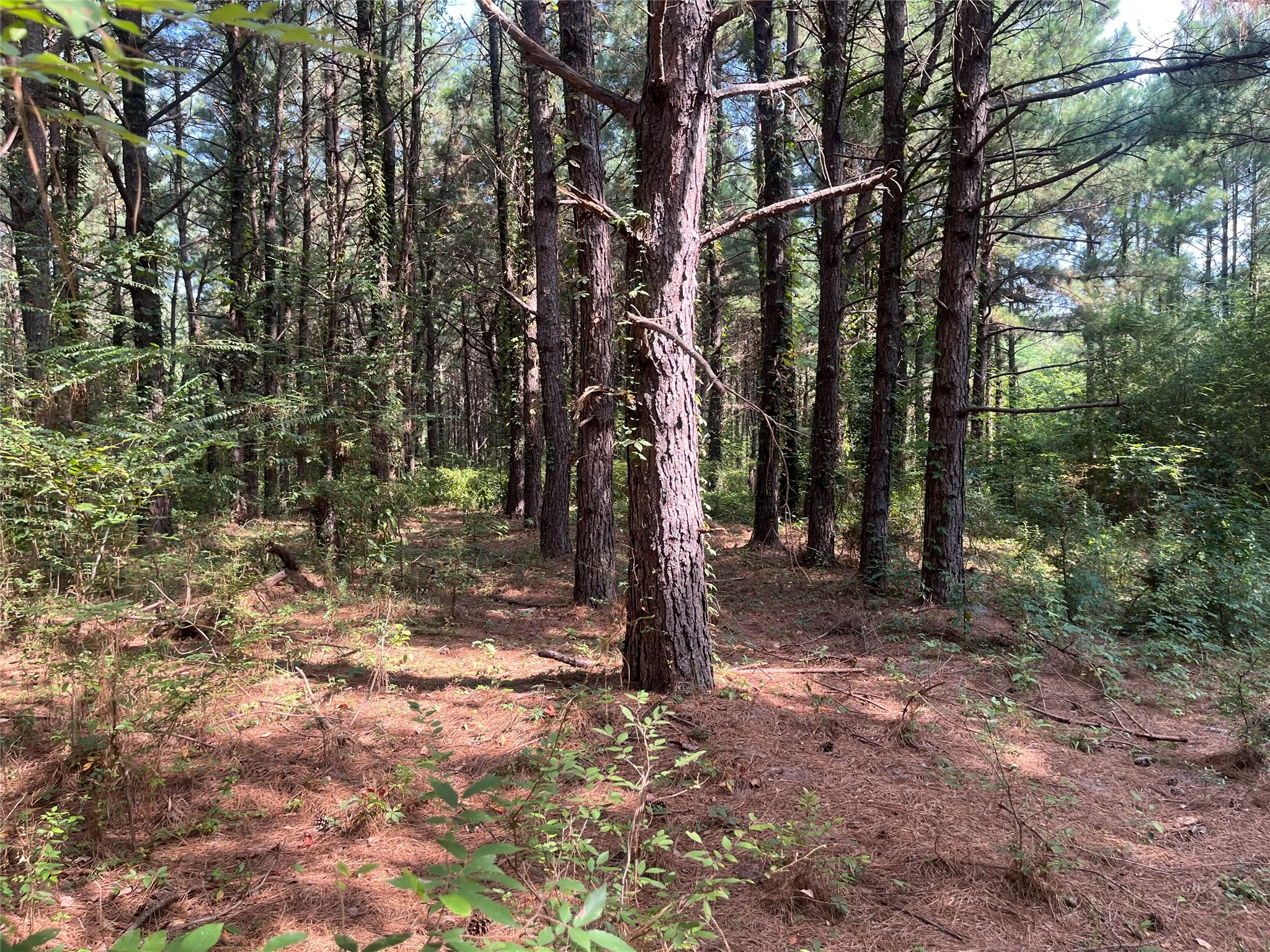 Unimproved Land For Sale in Cherokee County , TBD County Road 3303, Jacksonville, Texas 75766, 0, 0, Garage spaces, 0 Sqft, built in 0, mls#21348866, Real Estate Agent in Jacksonville, Homes For Sale in Cherokee county, Homes For Sale in Jacksonville, Realtor in Jacksonville Texas, Real Estate Brokerage Independent Realty Texas, Luminita Cordes Realtor