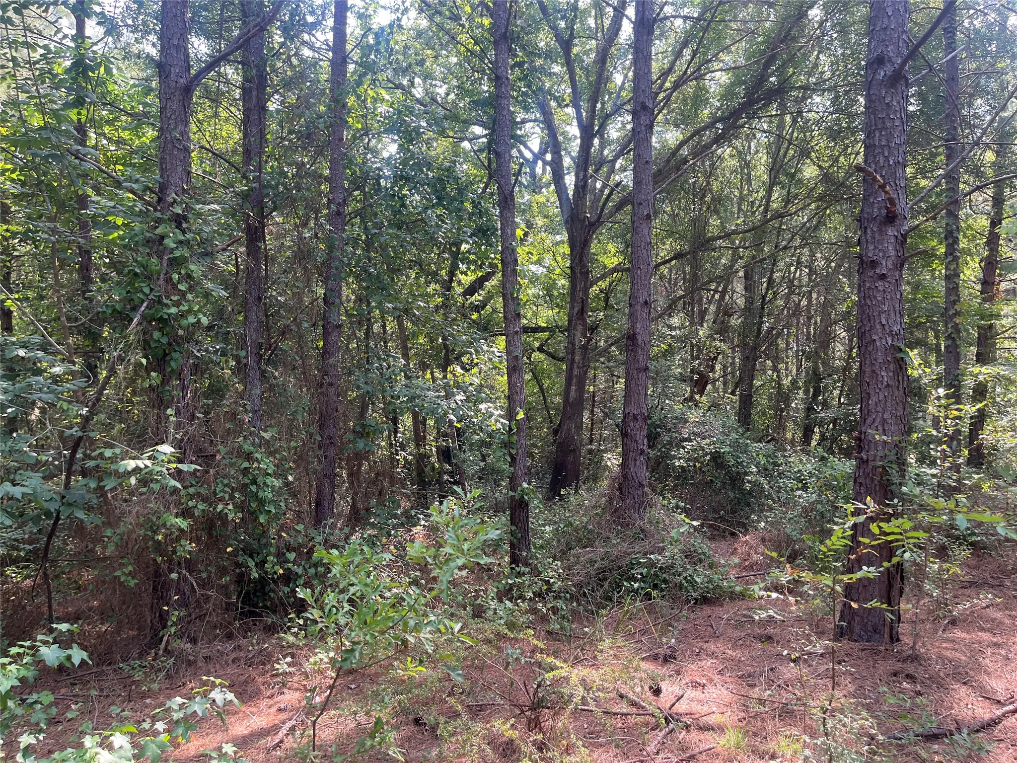Unimproved Land For Sale in Cherokee County , TBD County Road 3303, Jacksonville, Texas 75766, 0, 0, Garage spaces, 0 Sqft, built in 0, mls#21348866, Real Estate Agent in Jacksonville, Homes For Sale in Cherokee county, Homes For Sale in Jacksonville, Realtor in Jacksonville Texas, Real Estate Brokerage Independent Realty Texas, Luminita Cordes Realtor