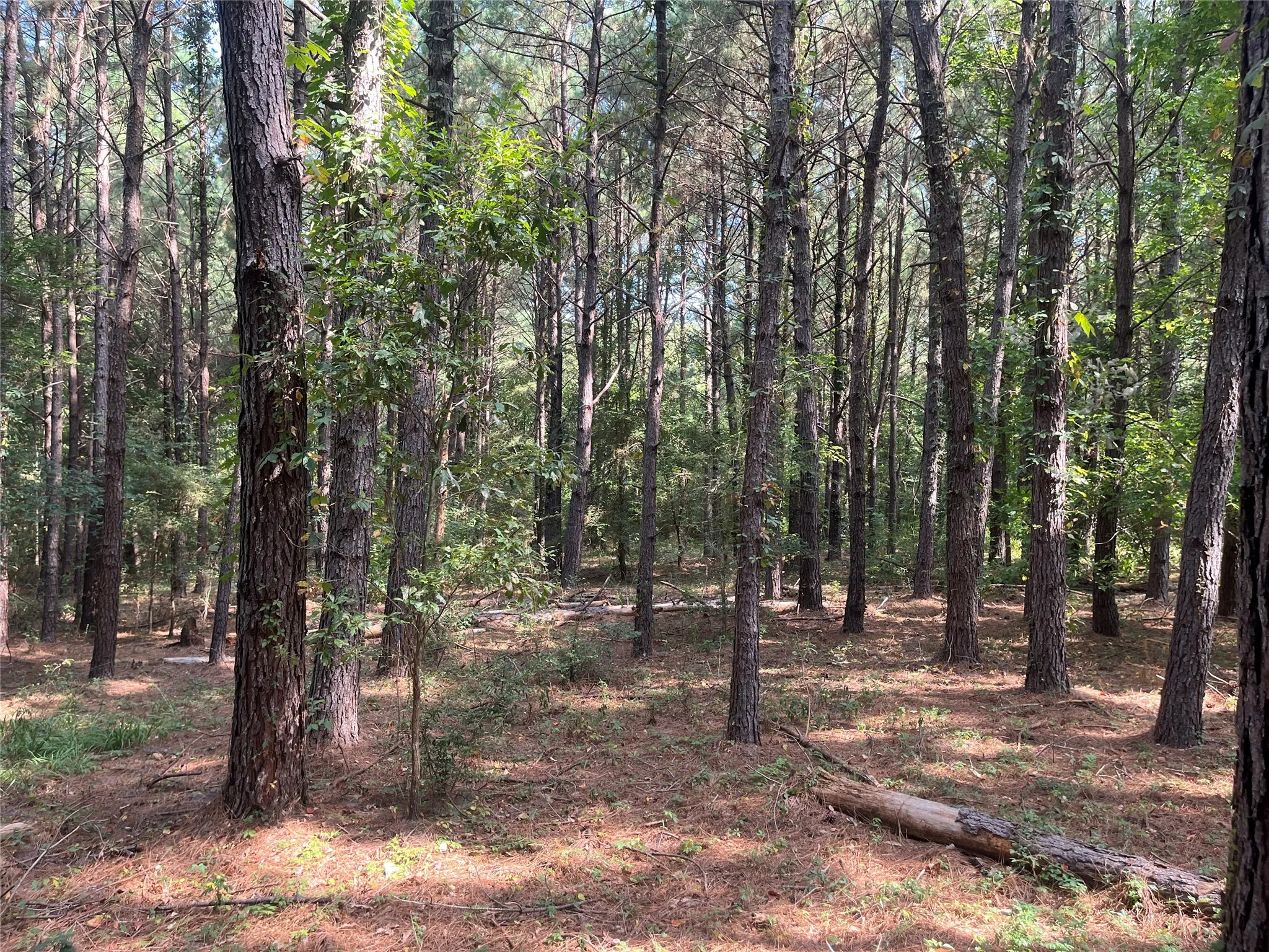 Unimproved Land For Sale in Cherokee County , TBD County Road 3303, Jacksonville, Texas 75766, 0, 0, Garage spaces, 0 Sqft, built in 0, mls#21348866, Real Estate Agent in Jacksonville, Homes For Sale in Cherokee county, Homes For Sale in Jacksonville, Realtor in Jacksonville Texas, Real Estate Brokerage Independent Realty Texas, Luminita Cordes Realtor