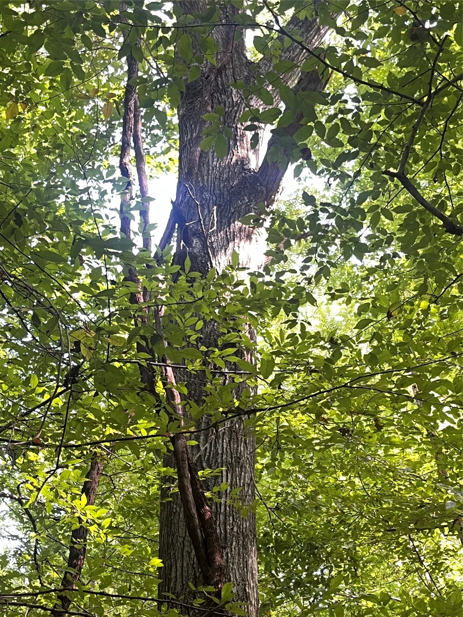 Unimproved Land For Sale in Cherokee County , TBD County Road 3303, Jacksonville, Texas 75766, 0, 0, Garage spaces, 0 Sqft, built in 0, mls#21348866, Real Estate Agent in Jacksonville, Homes For Sale in Cherokee county, Homes For Sale in Jacksonville, Realtor in Jacksonville Texas, Real Estate Brokerage Independent Realty Texas, Luminita Cordes Realtor