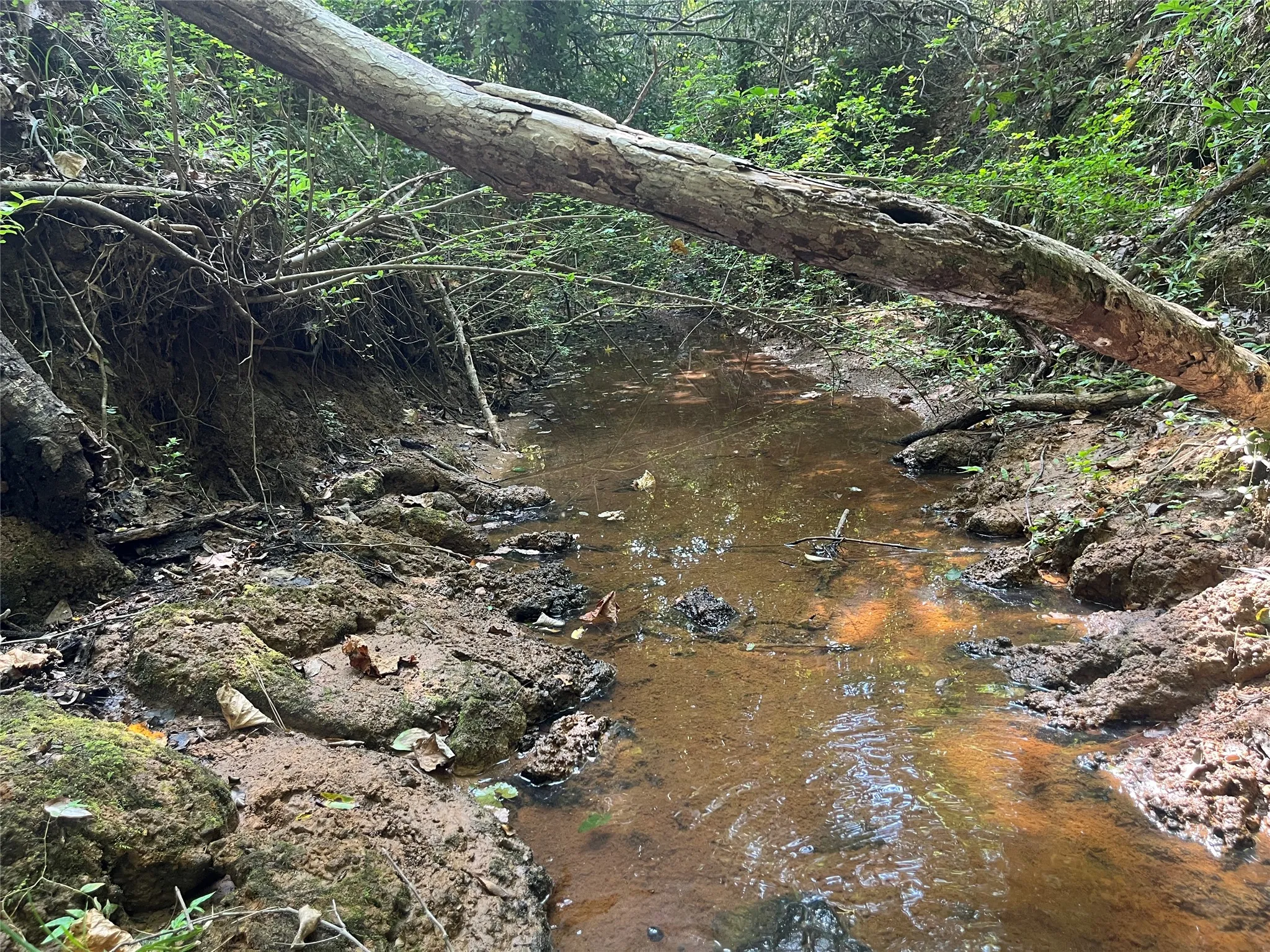 Unimproved Land For Sale in Cherokee County , TBD County Road 3303, Jacksonville, Texas 75766, 0, 0, Garage spaces, 0 Sqft, built in 0, mls#21348866, Real Estate Agent in Jacksonville, Homes For Sale in Cherokee county, Homes For Sale in Jacksonville, Realtor in Jacksonville Texas, Real Estate Brokerage Independent Realty Texas, Luminita Cordes Realtor