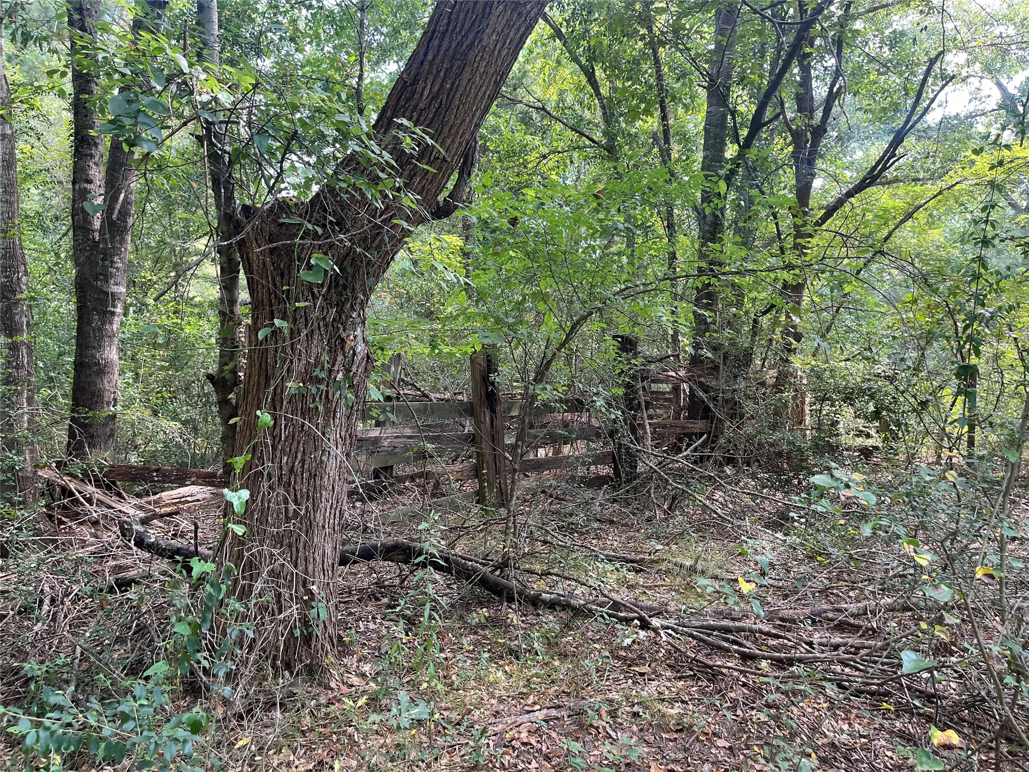 Unimproved Land For Sale in Cherokee County , TBD County Road 3303, Jacksonville, Texas 75766, 0, 0, Garage spaces, 0 Sqft, built in 0, mls#21348866, Real Estate Agent in Jacksonville, Homes For Sale in Cherokee county, Homes For Sale in Jacksonville, Realtor in Jacksonville Texas, Real Estate Brokerage Independent Realty Texas, Luminita Cordes Realtor