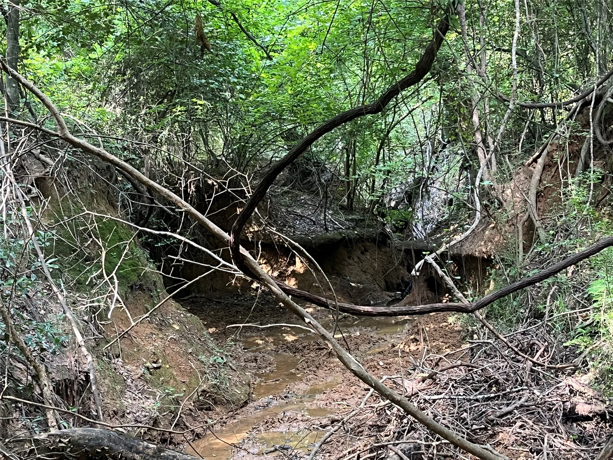 Unimproved Land For Sale in Cherokee County , TBD County Road 3303, Jacksonville, Texas 75766, 0, 0, Garage spaces, 0 Sqft, built in 0, mls#21348866, Real Estate Agent in Jacksonville, Homes For Sale in Cherokee county, Homes For Sale in Jacksonville, Realtor in Jacksonville Texas, Real Estate Brokerage Independent Realty Texas, Luminita Cordes Realtor