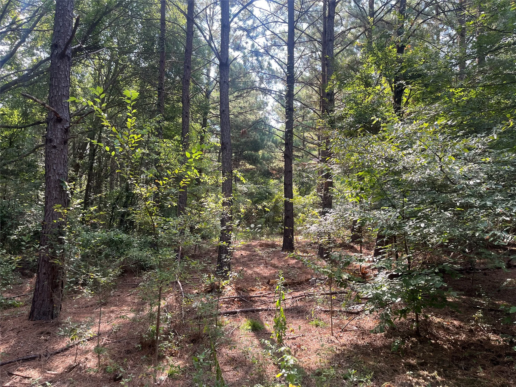 Unimproved Land For Sale in Cherokee County , TBD County Road 3303, Jacksonville, Texas 75766, 0, 0, Garage spaces, 0 Sqft, built in 0, mls#21348866, Real Estate Agent in Jacksonville, Homes For Sale in Cherokee county, Homes For Sale in Jacksonville, Realtor in Jacksonville Texas, Real Estate Brokerage Independent Realty Texas, Luminita Cordes Realtor