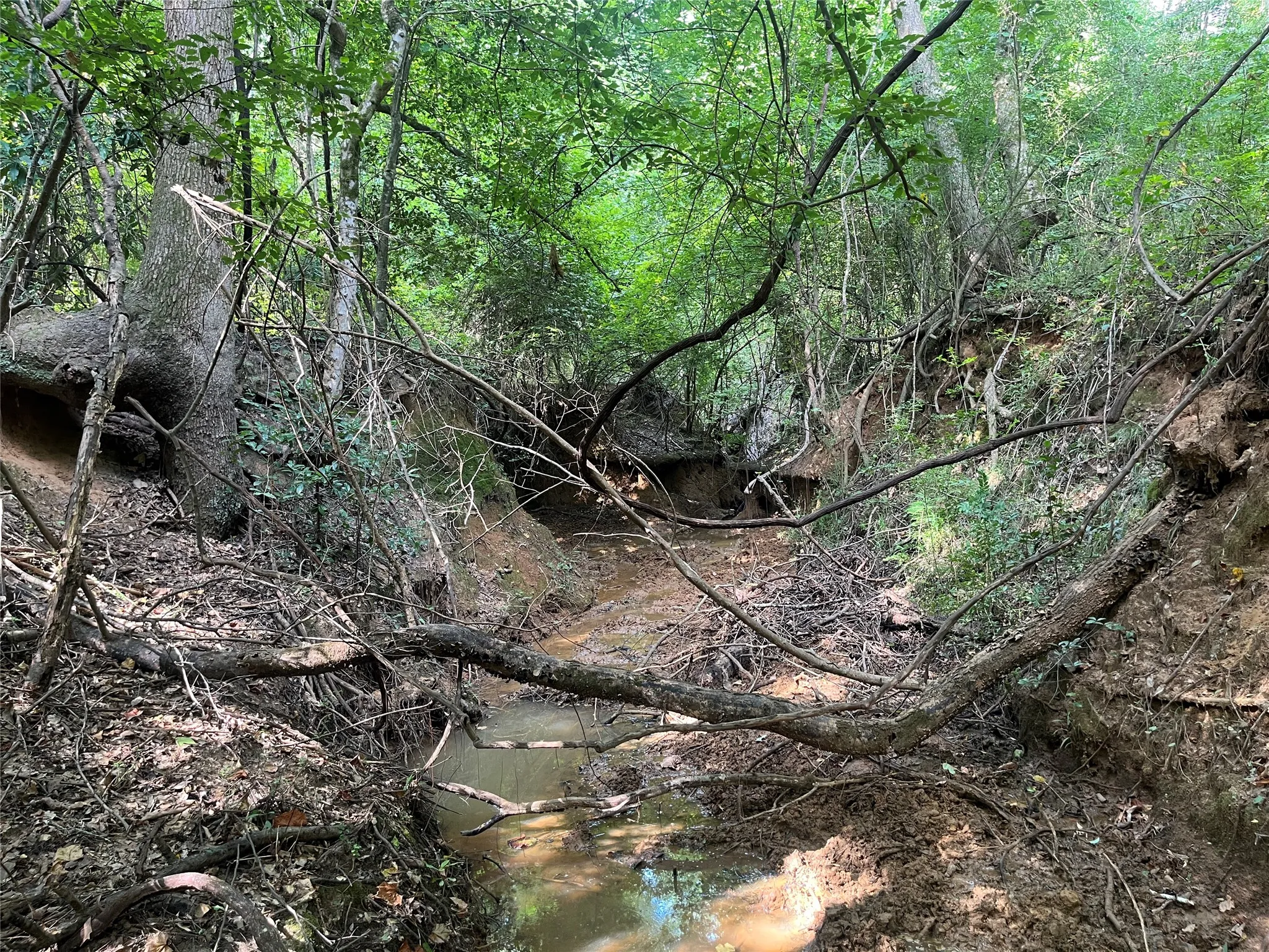 Unimproved Land For Sale in Cherokee County , TBD County Road 3303, Jacksonville, Texas 75766, 0, 0, Garage spaces, 0 Sqft, built in 0, mls#21348866, Real Estate Agent in Jacksonville, Homes For Sale in Cherokee county, Homes For Sale in Jacksonville, Realtor in Jacksonville Texas, Real Estate Brokerage Independent Realty Texas, Luminita Cordes Realtor