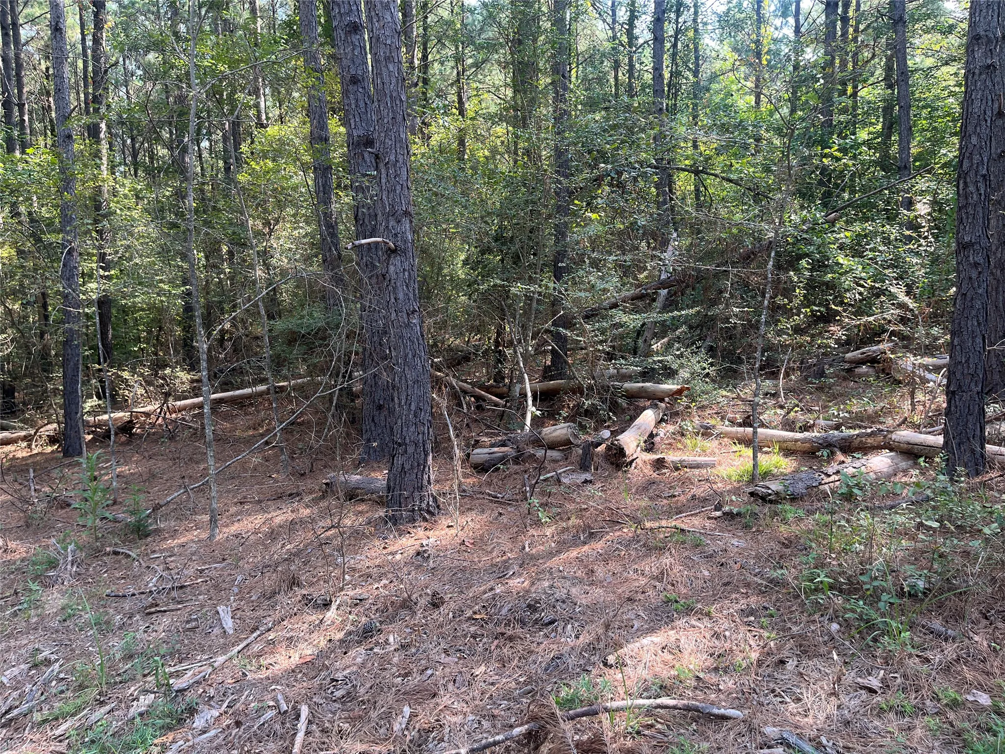 Unimproved Land For Sale in Cherokee County , TBD County Road 3303, Jacksonville, Texas 75766, 0, 0, Garage spaces, 0 Sqft, built in 0, mls#21348866, Real Estate Agent in Jacksonville, Homes For Sale in Cherokee county, Homes For Sale in Jacksonville, Realtor in Jacksonville Texas, Real Estate Brokerage Independent Realty Texas, Luminita Cordes Realtor