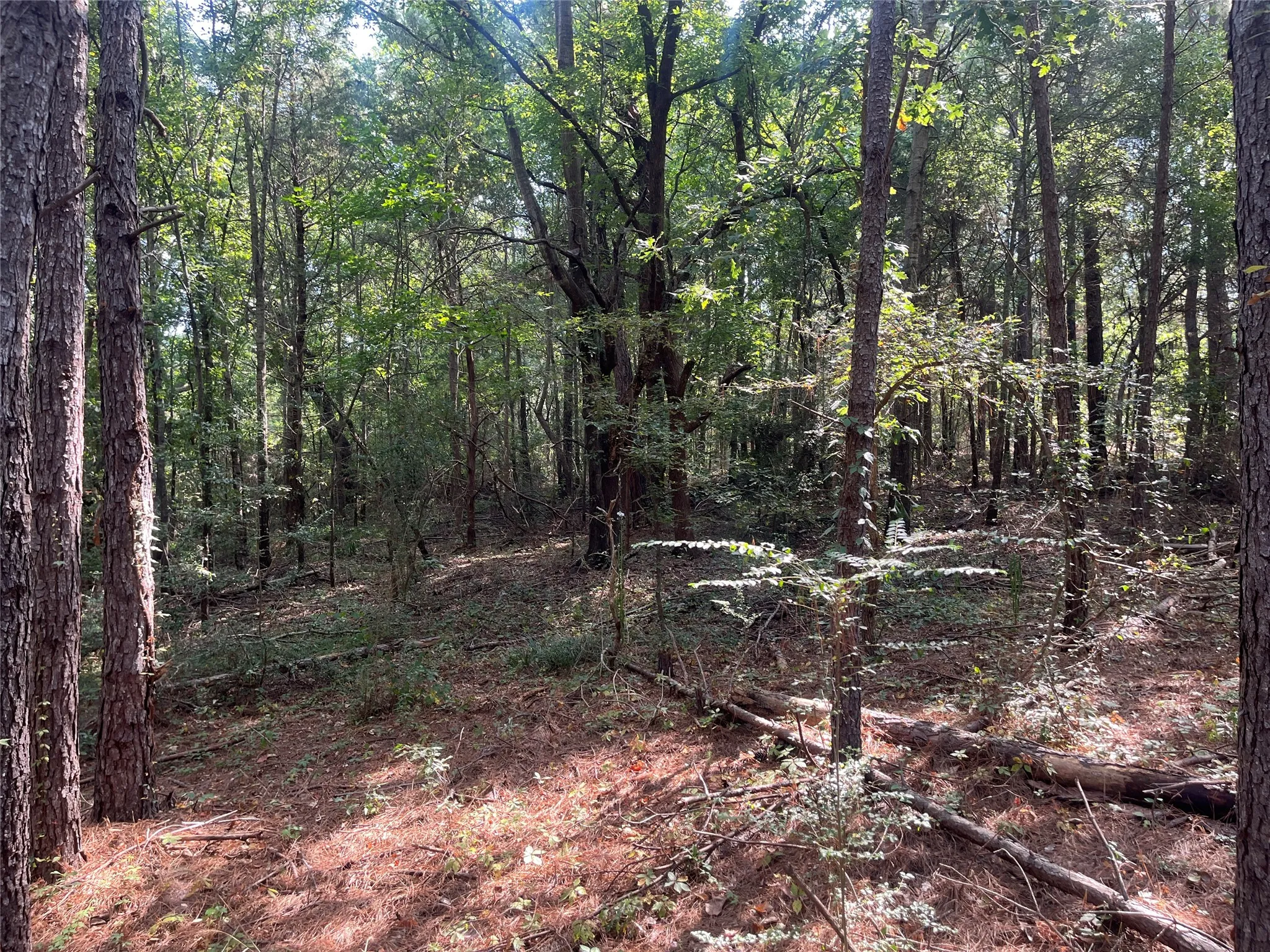 Unimproved Land For Sale in Cherokee County , TBD County Road 3303, Jacksonville, Texas 75766, 0, 0, Garage spaces, 0 Sqft, built in 0, mls#21348866, Real Estate Agent in Jacksonville, Homes For Sale in Cherokee county, Homes For Sale in Jacksonville, Realtor in Jacksonville Texas, Real Estate Brokerage Independent Realty Texas, Luminita Cordes Realtor