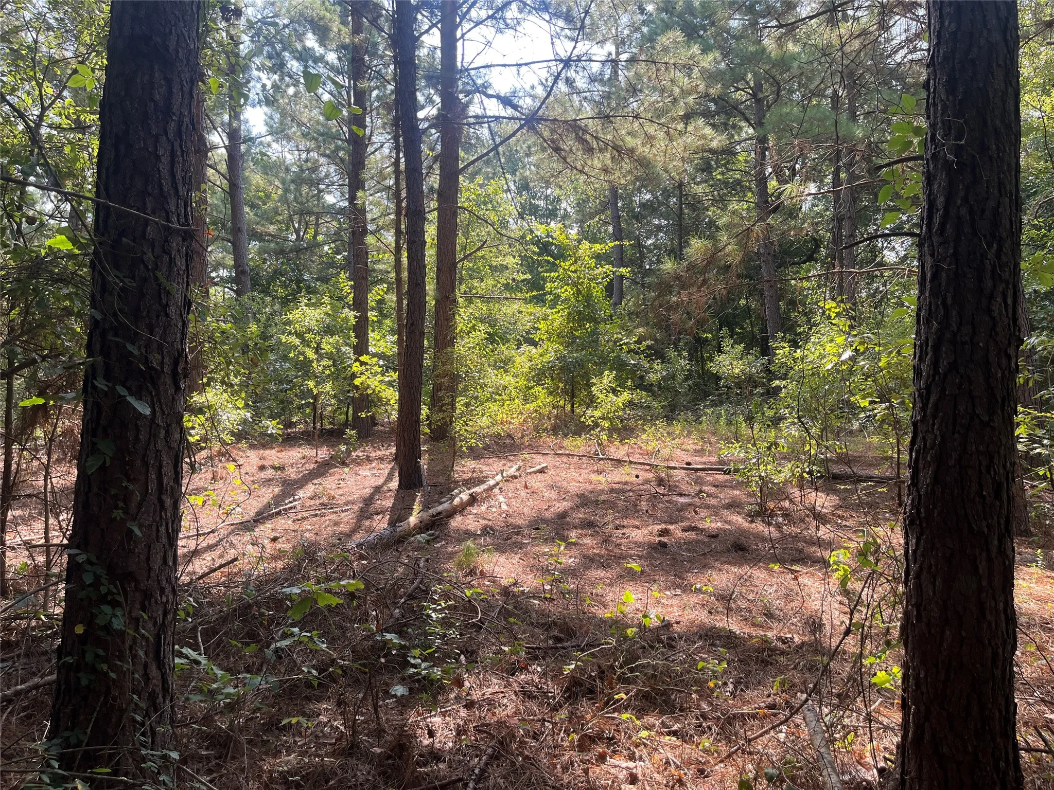 Unimproved Land For Sale in Cherokee County , TBD County Road 3303, Jacksonville, Texas 75766, 0, 0, Garage spaces, 0 Sqft, built in 0, mls#21348866, Real Estate Agent in Jacksonville, Homes For Sale in Cherokee county, Homes For Sale in Jacksonville, Realtor in Jacksonville Texas, Real Estate Brokerage Independent Realty Texas, Luminita Cordes Realtor