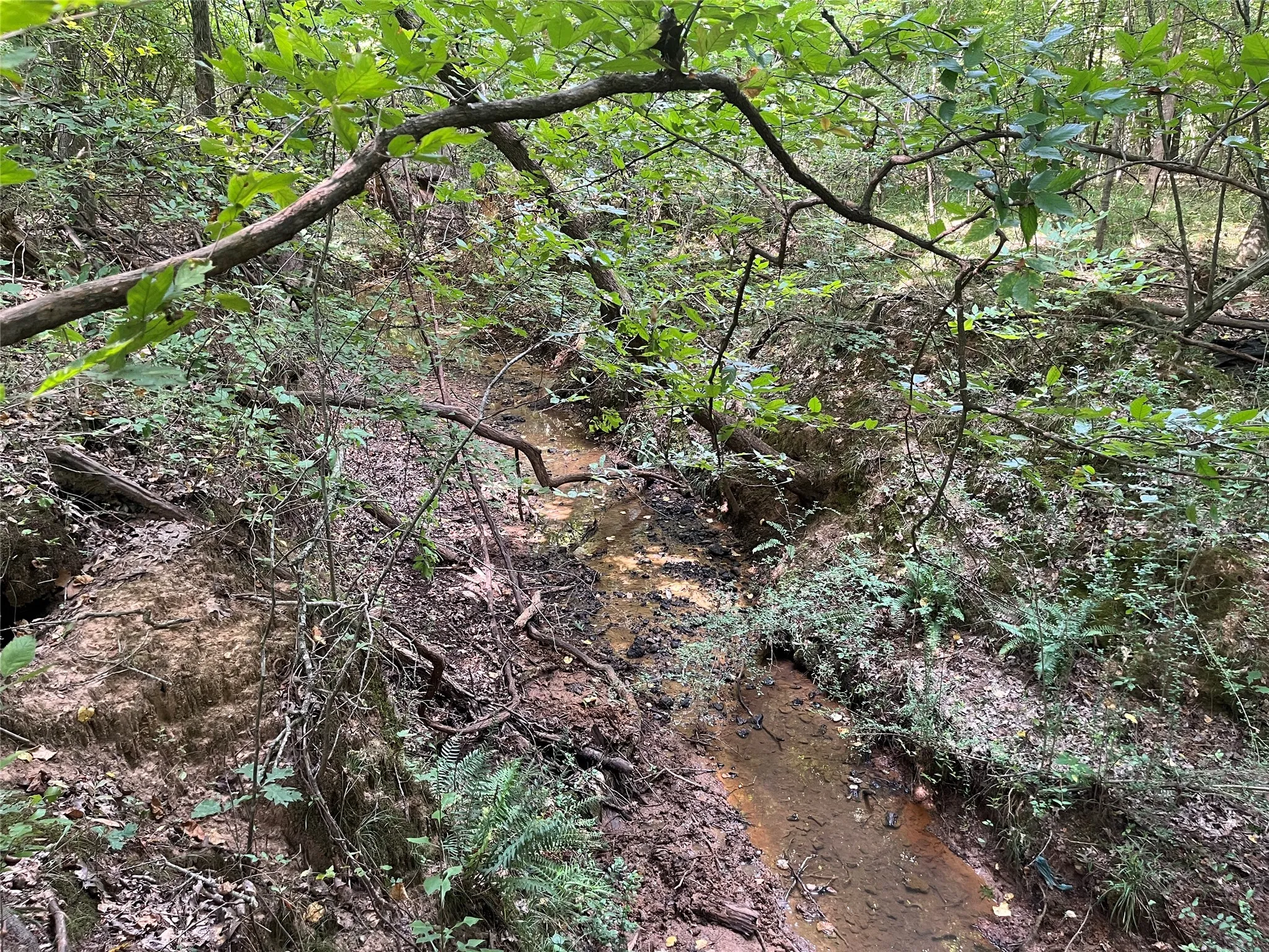 Unimproved Land For Sale in Cherokee County , TBD County Road 3303, Jacksonville, Texas 75766, 0, 0, Garage spaces, 0 Sqft, built in 0, mls#21348866, Real Estate Agent in Jacksonville, Homes For Sale in Cherokee county, Homes For Sale in Jacksonville, Realtor in Jacksonville Texas, Real Estate Brokerage Independent Realty Texas, Luminita Cordes Realtor