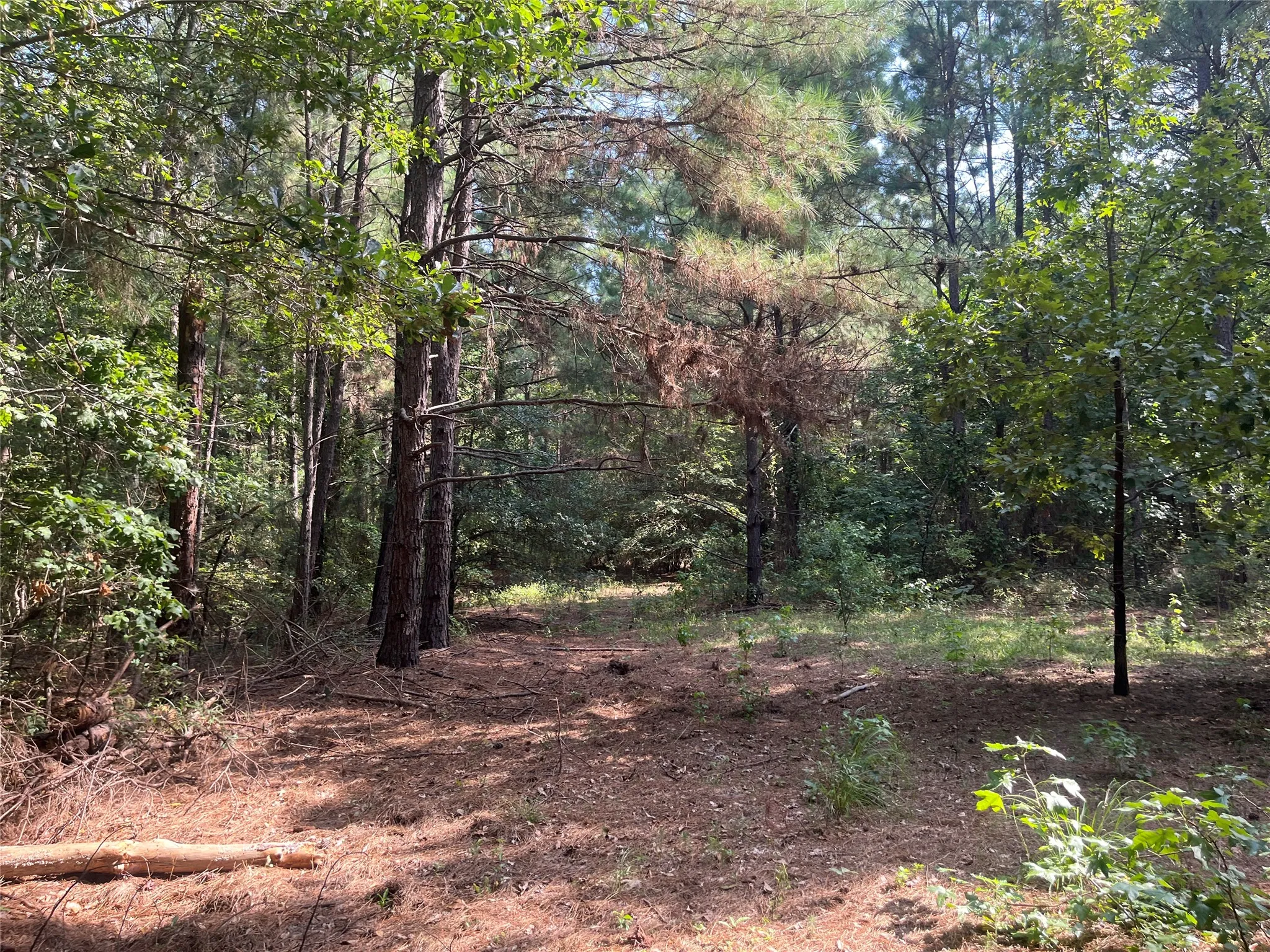 Unimproved Land For Sale in Cherokee County , TBD County Road 3303, Jacksonville, Texas 75766, 0, 0, Garage spaces, 0 Sqft, built in 0, mls#21348866, Real Estate Agent in Jacksonville, Homes For Sale in Cherokee county, Homes For Sale in Jacksonville, Realtor in Jacksonville Texas, Real Estate Brokerage Independent Realty Texas, Luminita Cordes Realtor