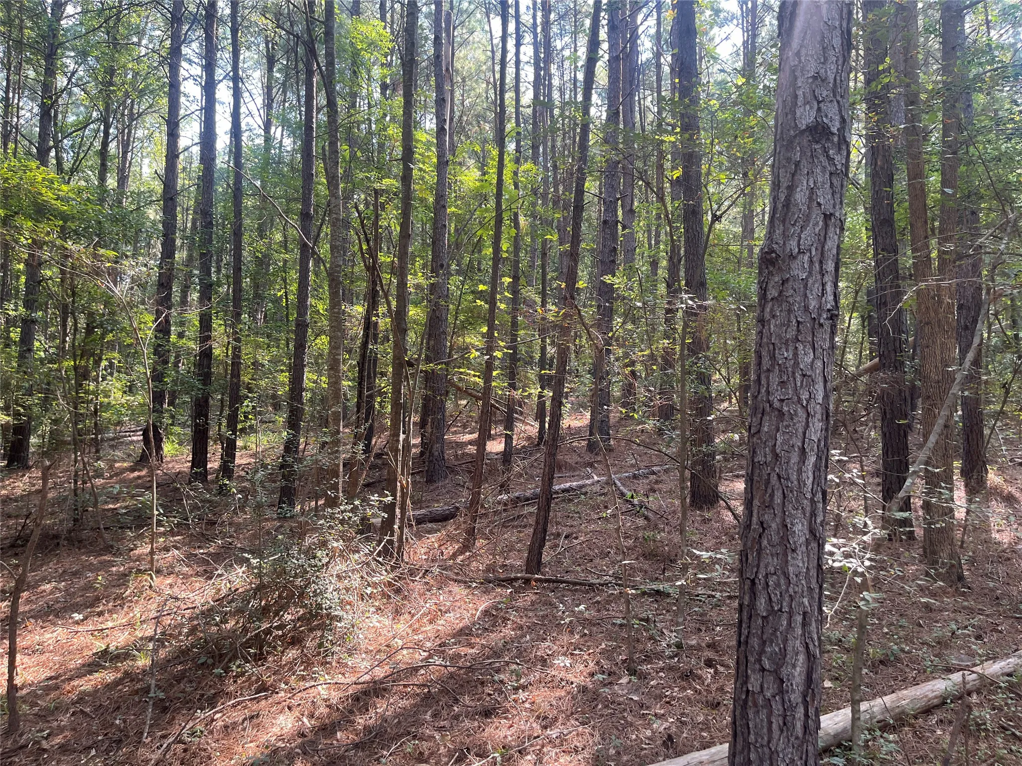 Unimproved Land For Sale in Cherokee County , TBD County Road 3303, Jacksonville, Texas 75766, 0, 0, Garage spaces, 0 Sqft, built in 0, mls#21348866, Real Estate Agent in Jacksonville, Homes For Sale in Cherokee county, Homes For Sale in Jacksonville, Realtor in Jacksonville Texas, Real Estate Brokerage Independent Realty Texas, Luminita Cordes Realtor