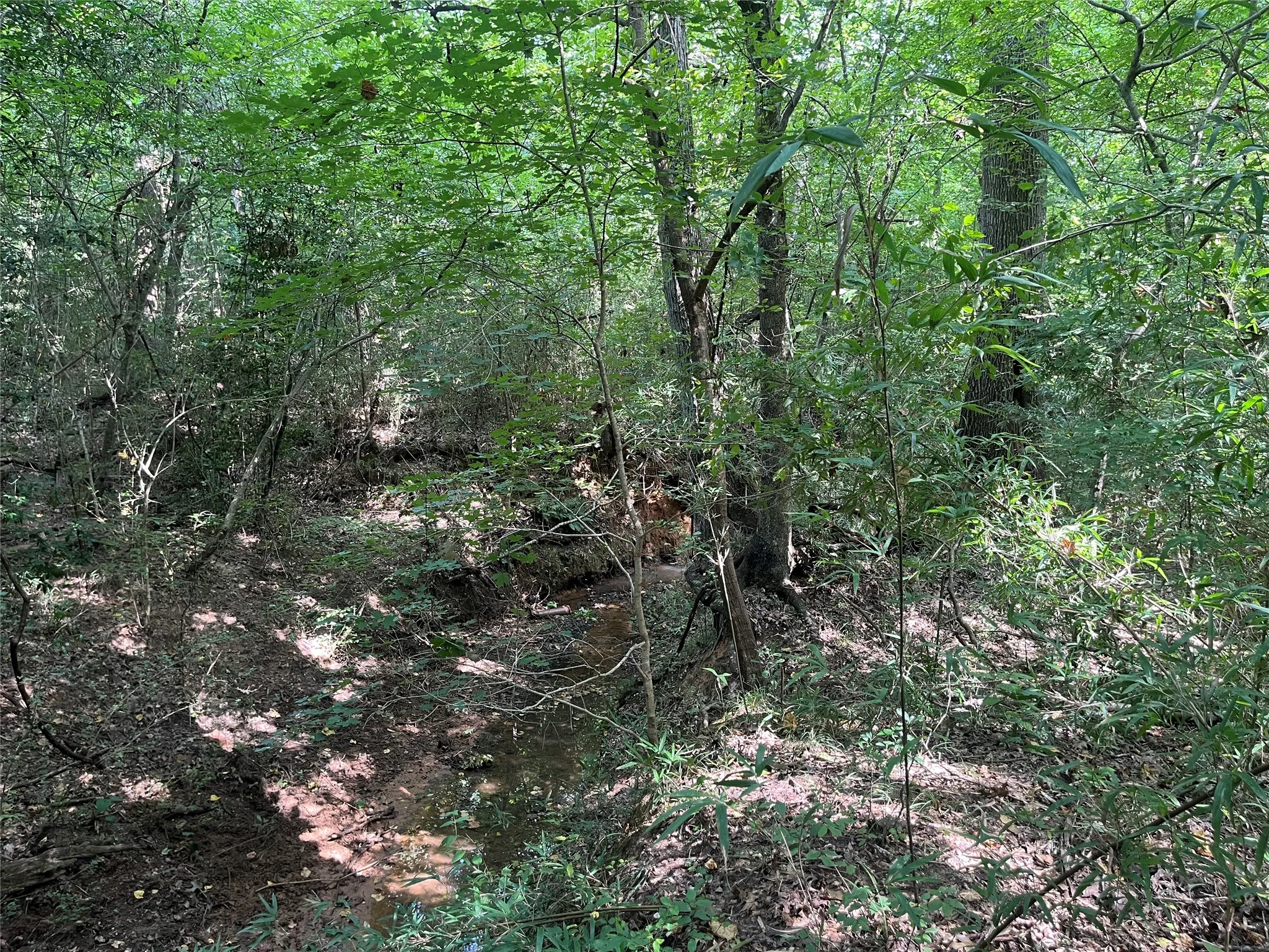 Unimproved Land For Sale in Cherokee County , TBD County Road 3303, Jacksonville, Texas 75766, 0, 0, Garage spaces, 0 Sqft, built in 0, mls#21348866, Real Estate Agent in Jacksonville, Homes For Sale in Cherokee county, Homes For Sale in Jacksonville, Realtor in Jacksonville Texas, Real Estate Brokerage Independent Realty Texas, Luminita Cordes Realtor